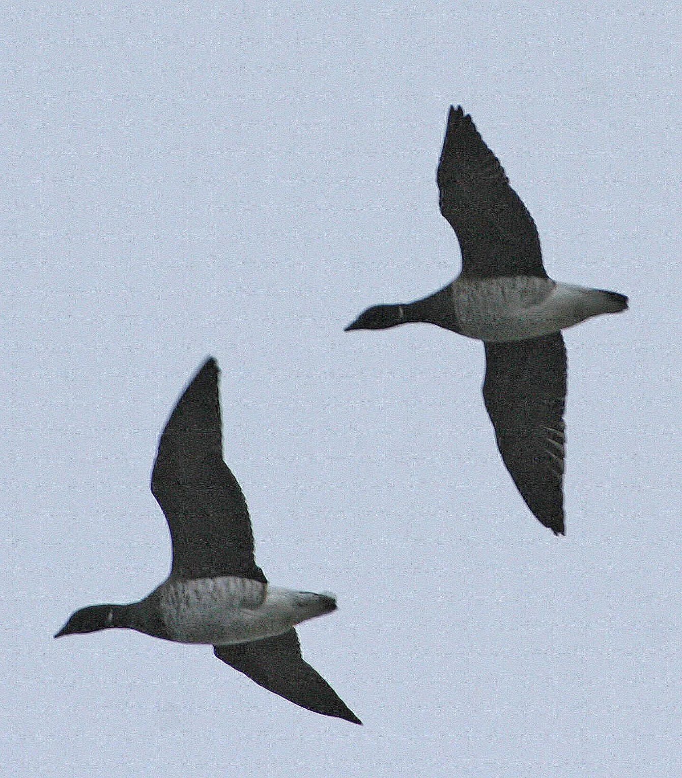 BIRD - GOOSE - BRENT GOOSE - SVALBARD (9).jpg