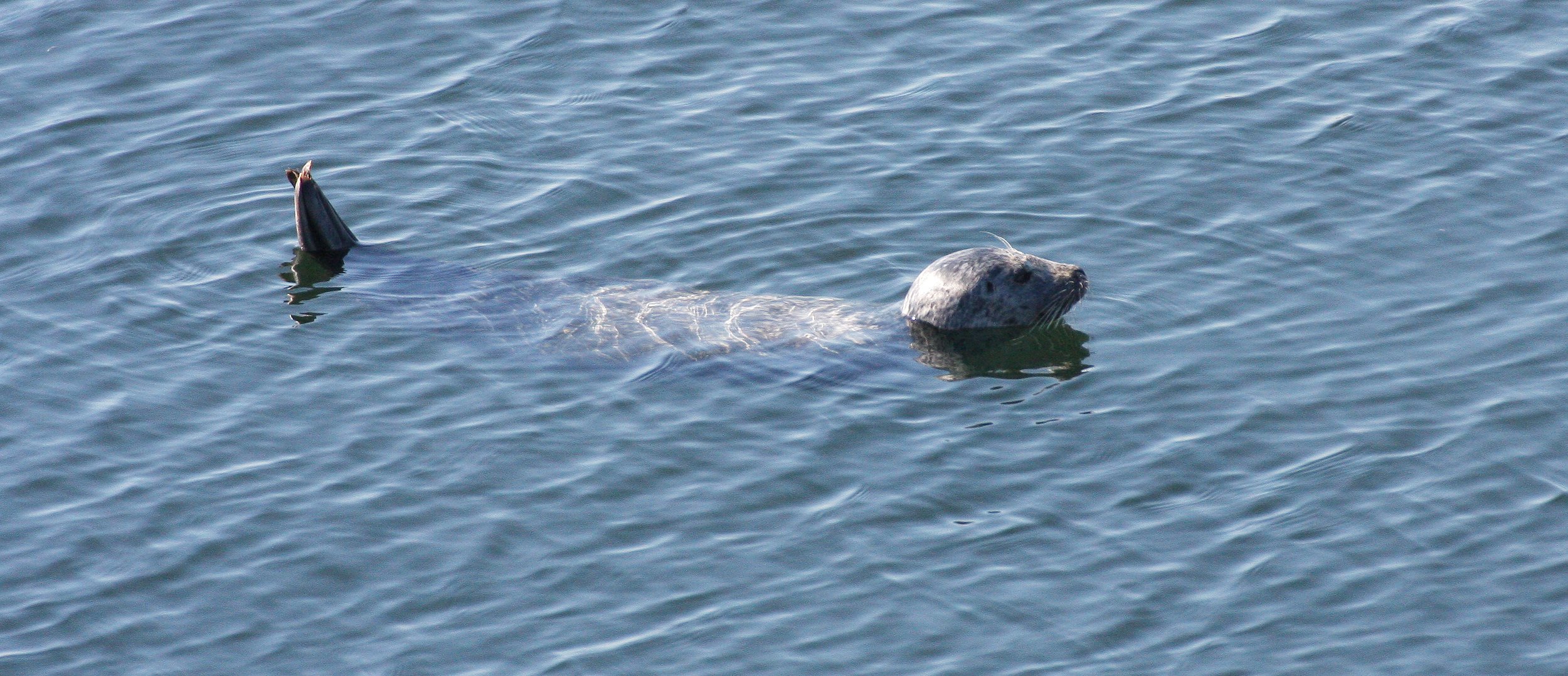 PINNIPED - SEAL - HARBOR SEAL - PUGET SOUND WA (8).JPG
