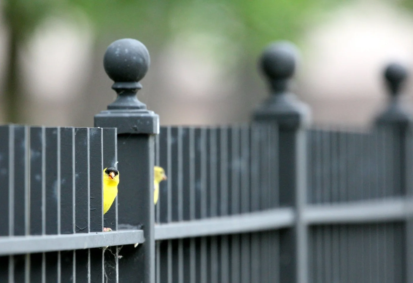 American Goldfinch (Spinus tristis) Lincoln Marsh Illinois (6).JPG