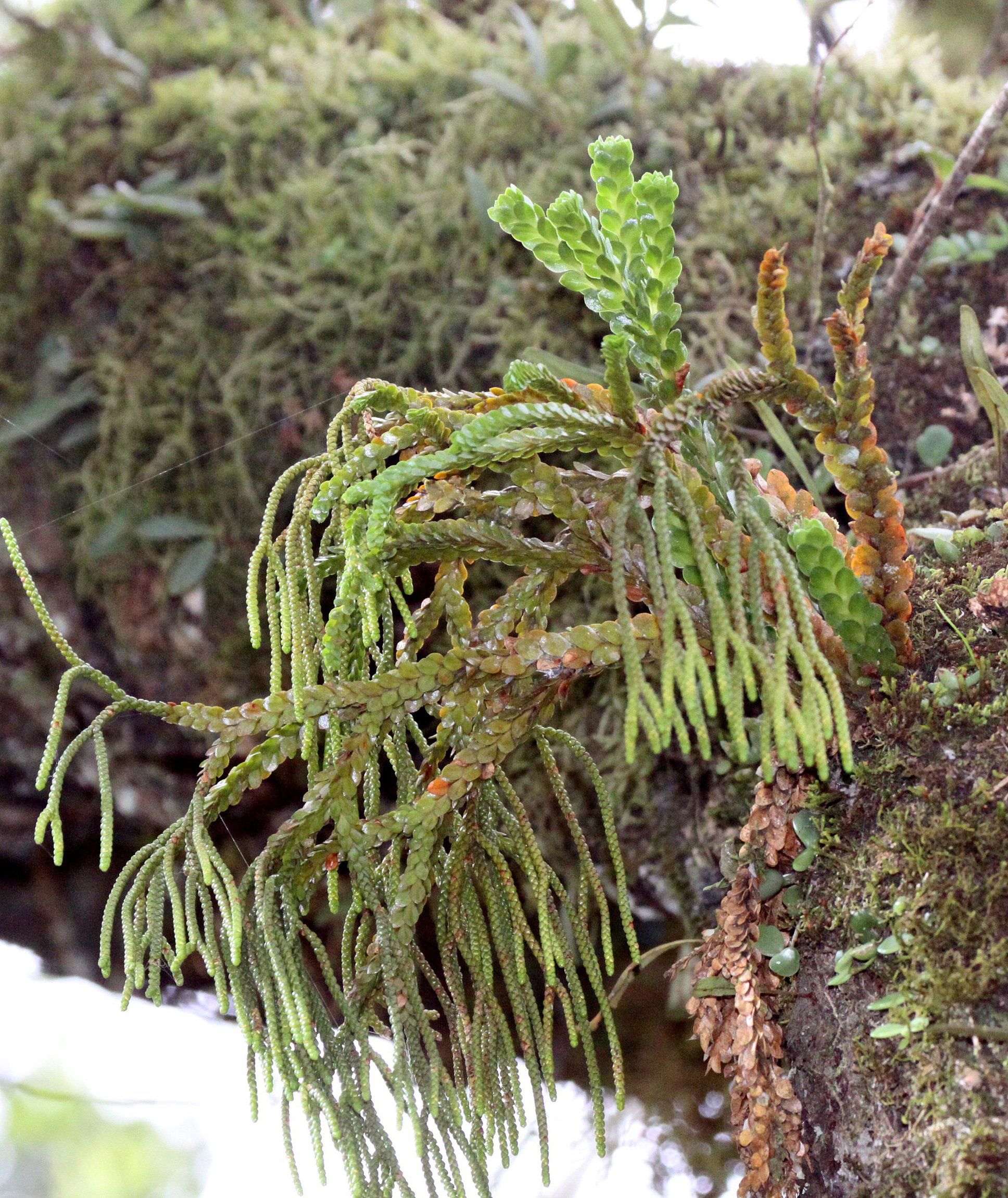 PLANT - LYCOPODIUM SPECIES - MONTAGNE D'AMBRE NATIONAL PARK MADAGASCAR (4).JPG
