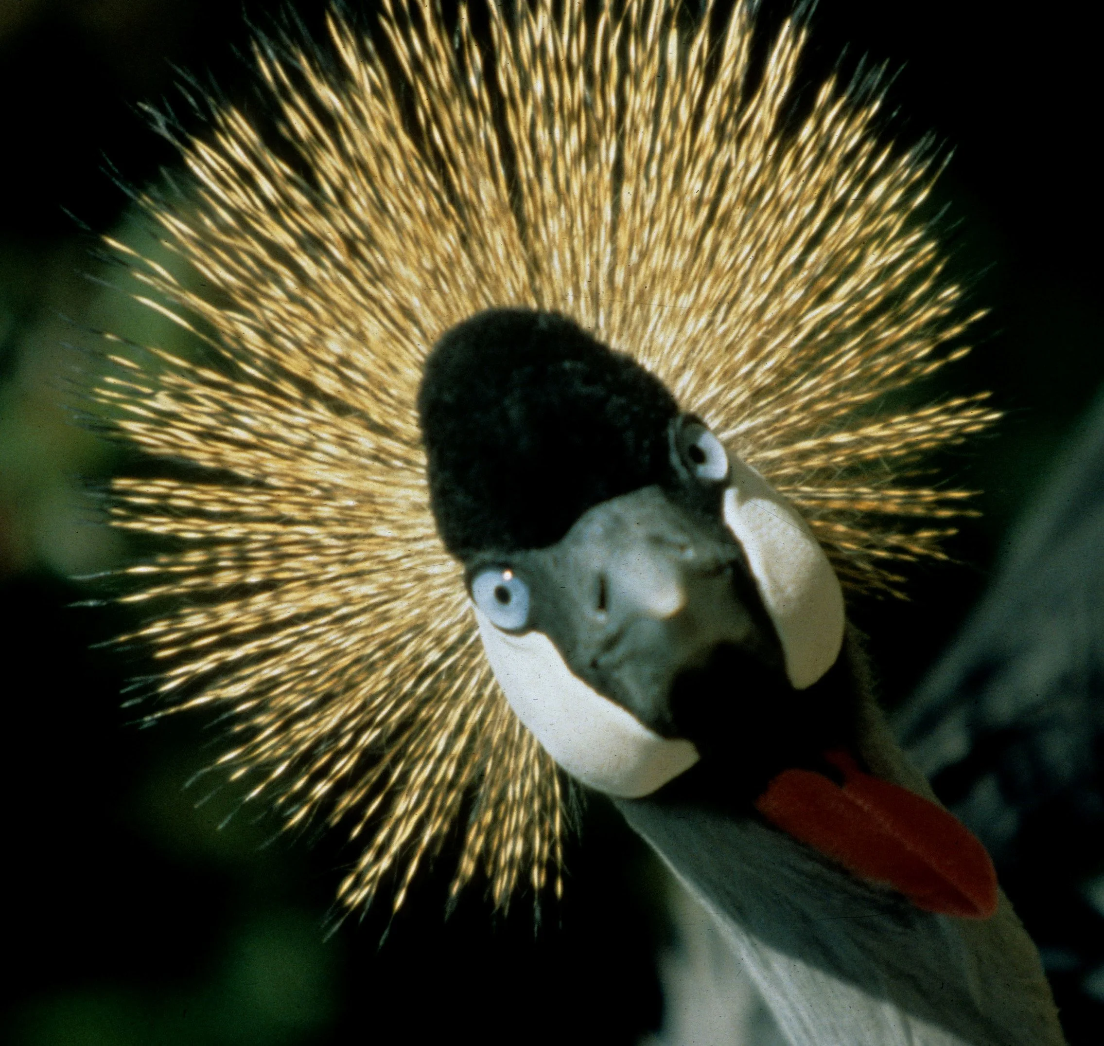 BIRDS - CRANE - CROWNED CRANE - SOUTHERN G.jpg