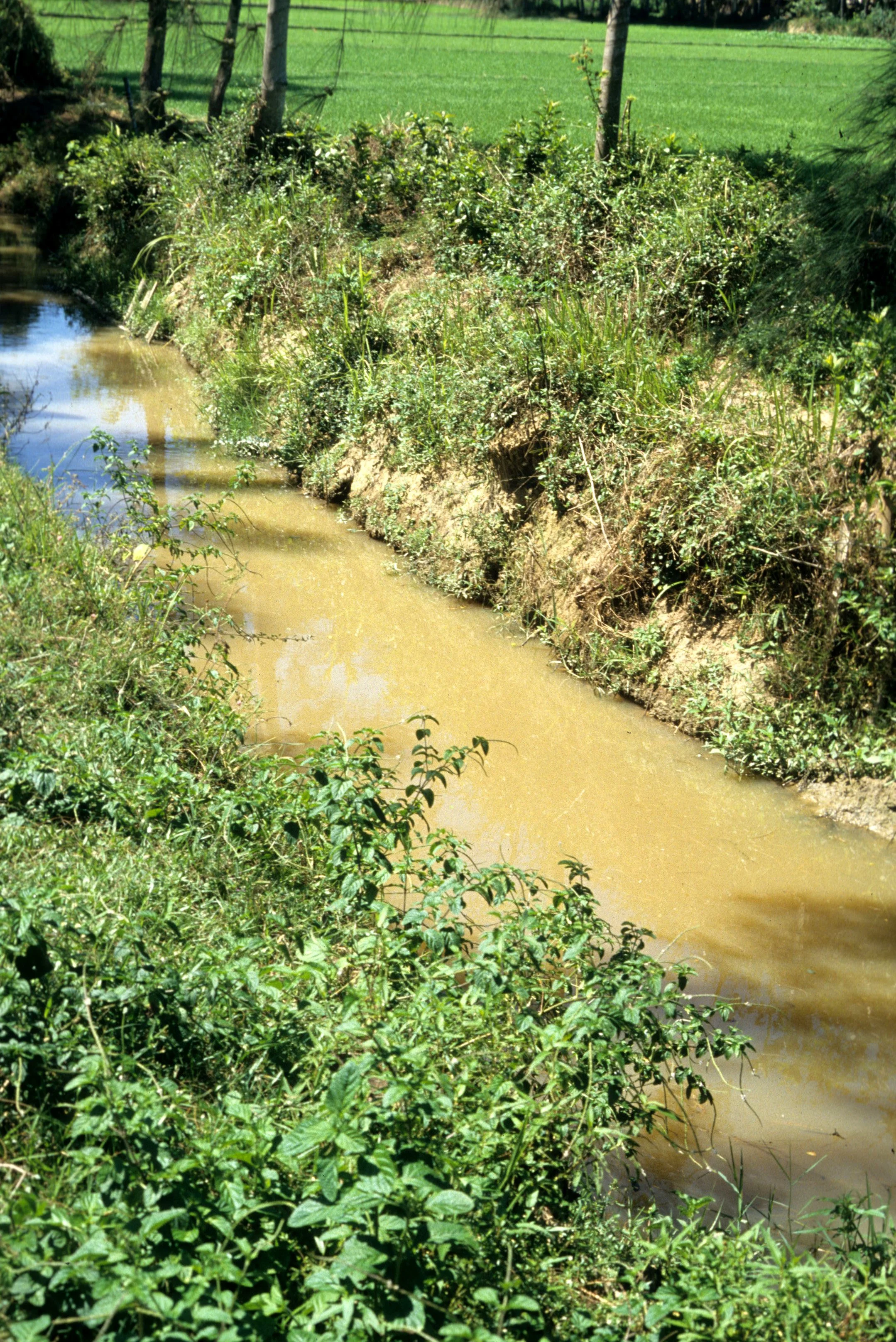 MY LAI MASSACRE SITE (11).jpg