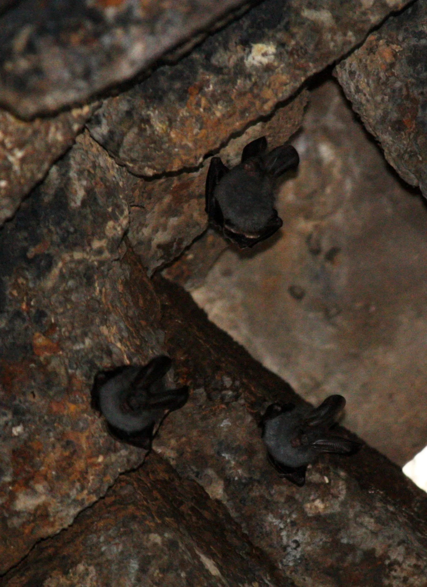 CHIROPTERA - Lesser False-vampire-Megaderma spasma - KOH KER TEMPLE CAMBODIA (5).JPG