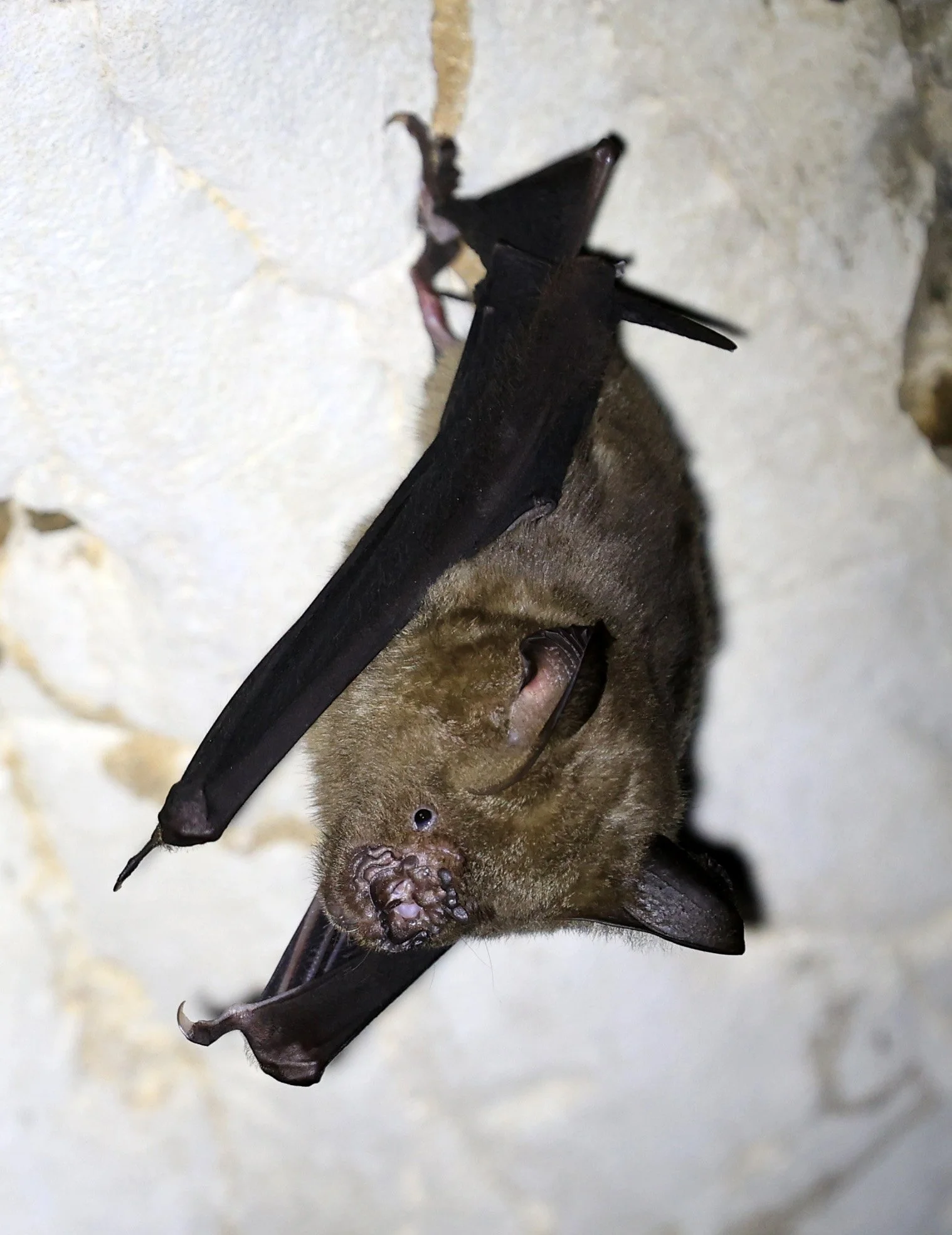 Great Himalayan Leaf-nosed Bat (Hipposideros armiger) Wat Sa Nam Sai Temple Pak Chong Thailand (6).jpg