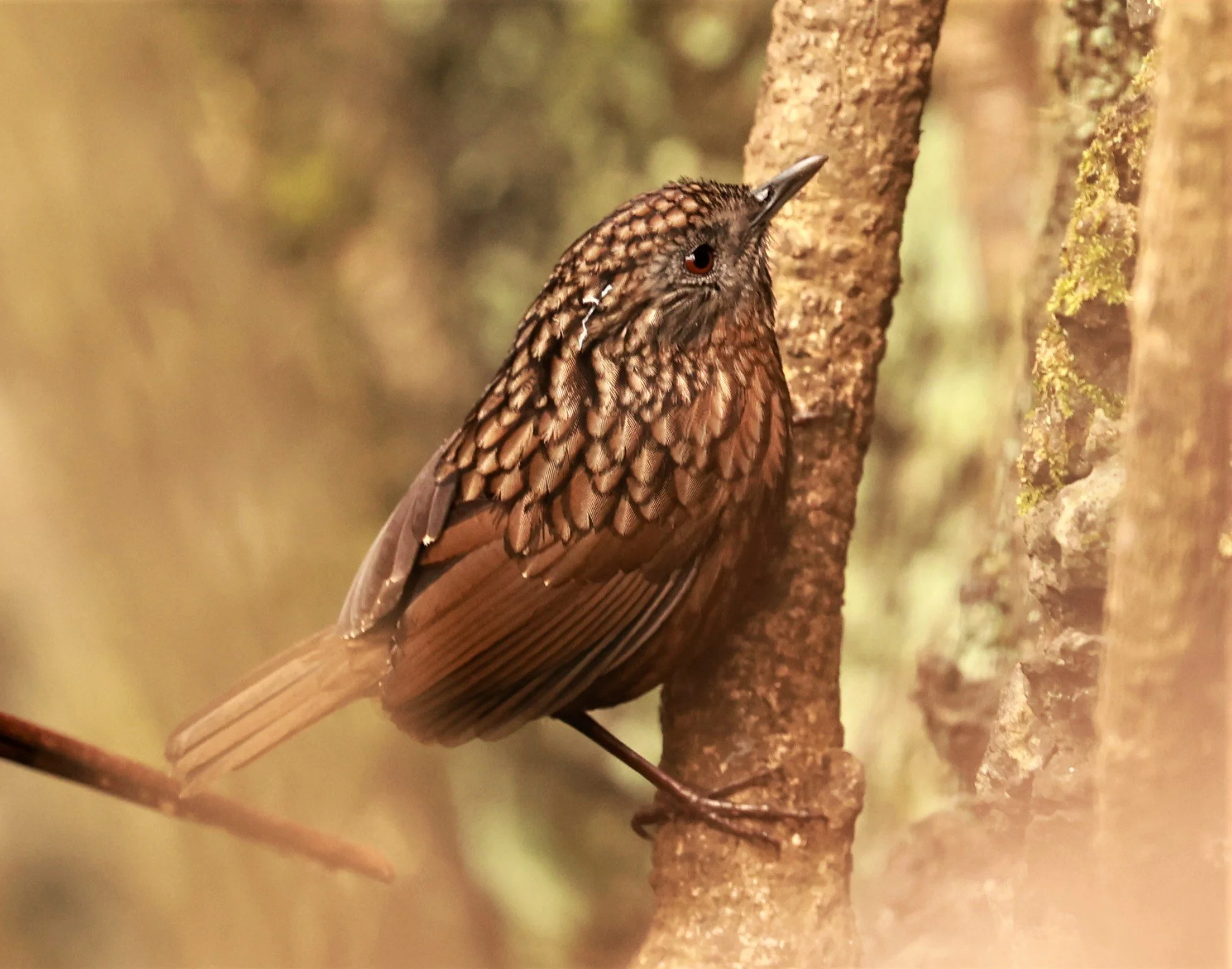 WREN-BABBLER - RUFOUS LIMESTONE WREN-BABBLER - Gypsophila calcicola - DOI ANG KHANG CHIANG MAI DEC 2022 (5).jpg