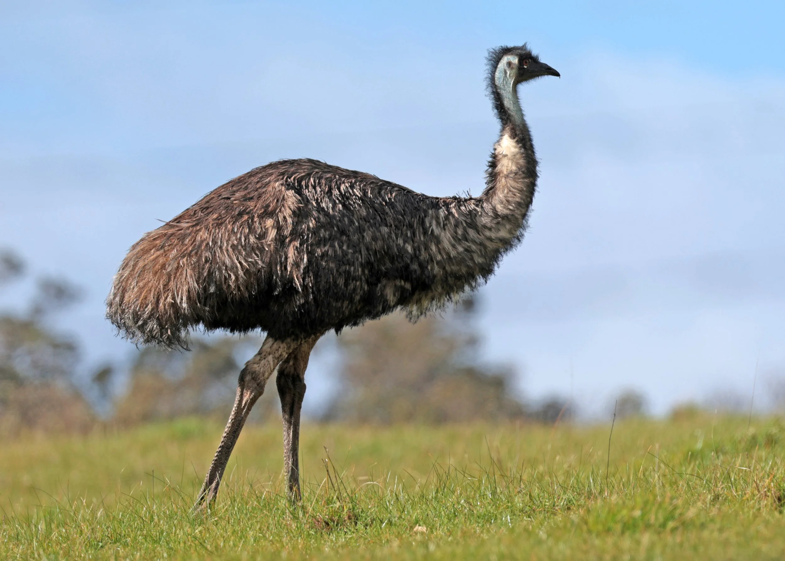 Emu (Dromaius novaehollandiae) Mt Frankland NP - Western Australia (32).jpg