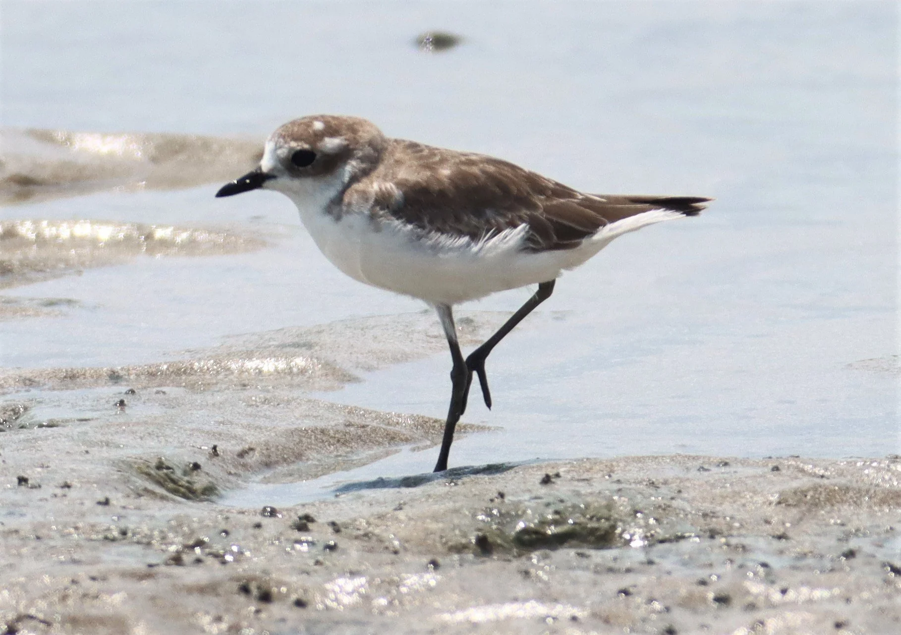 PLOVER - GREATER SAND-PLOVER -Charadrius leschenaultii - KING'S PROJECT PETBURI.jpg
