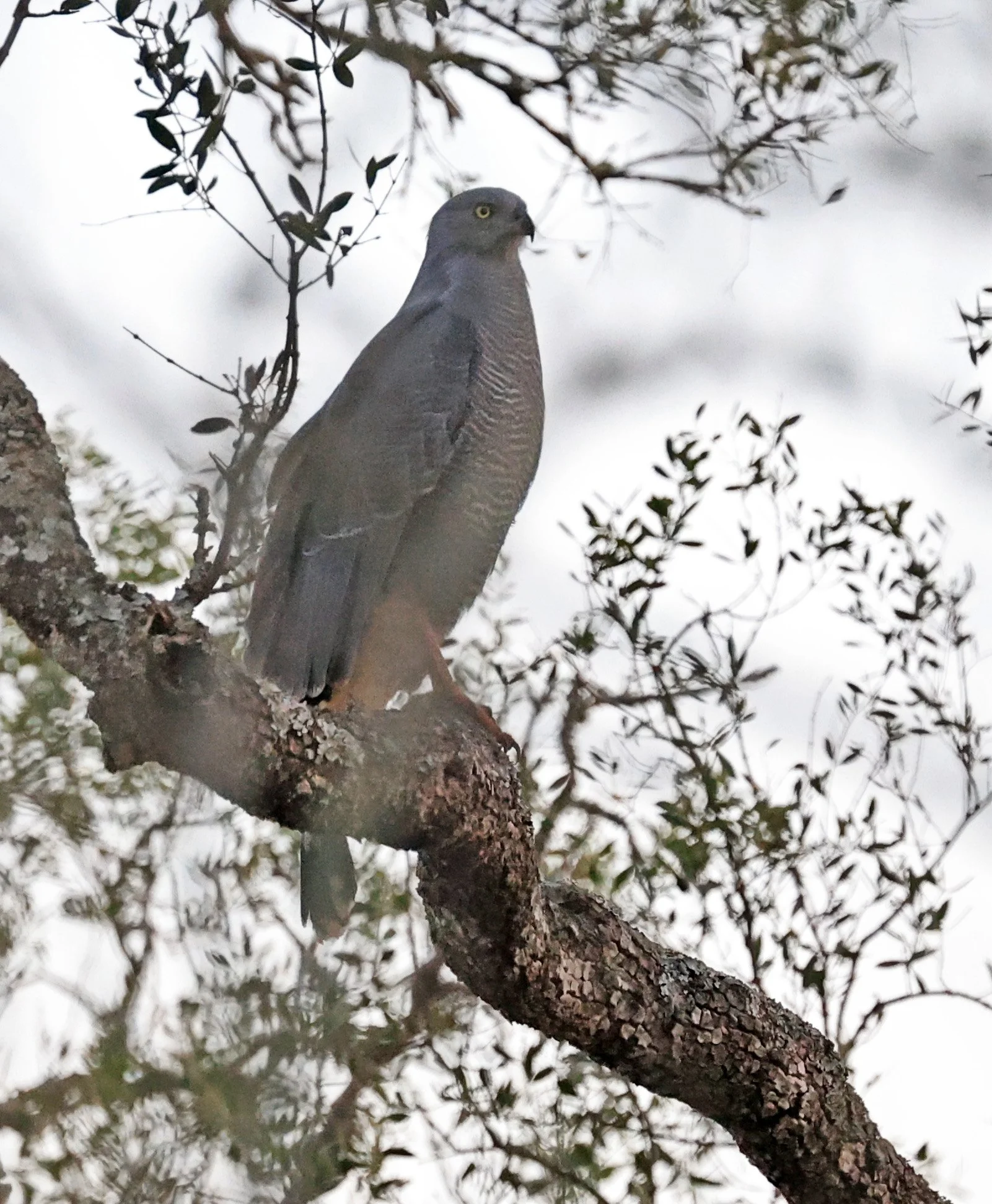 Savanna Hawk (Buteogallus meridionalis) Agua Dulce Paraguay (22).jpg