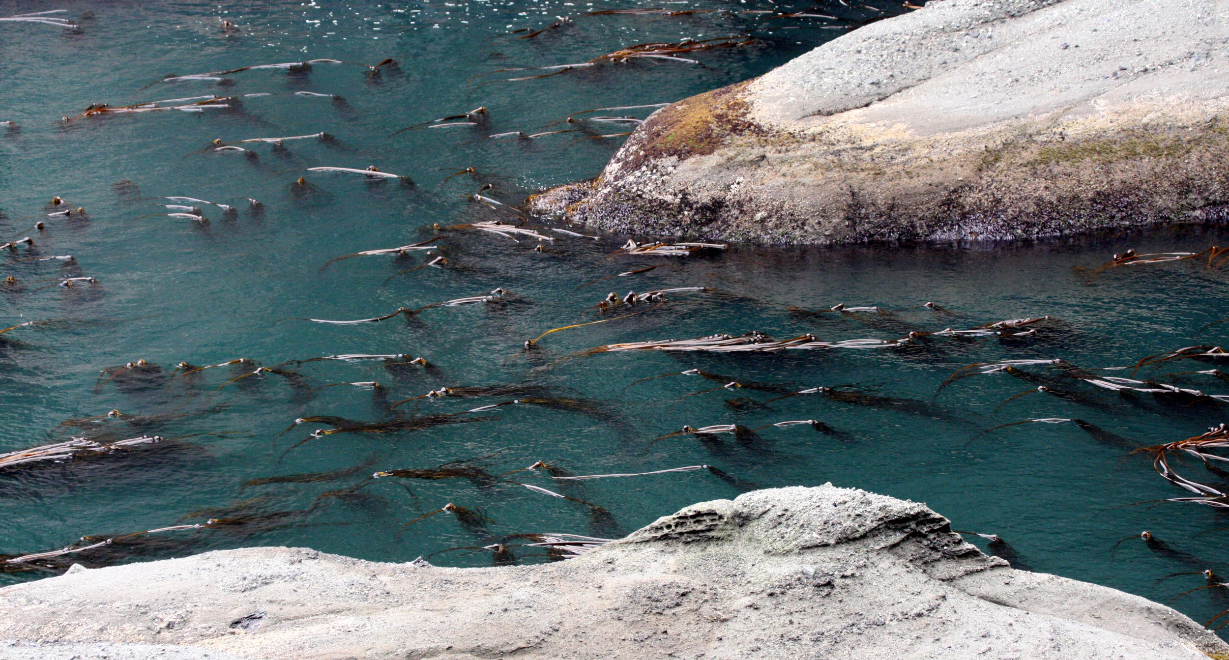CAPE FLATTERY - MARINE INTERTIDAL ZONES.JPG