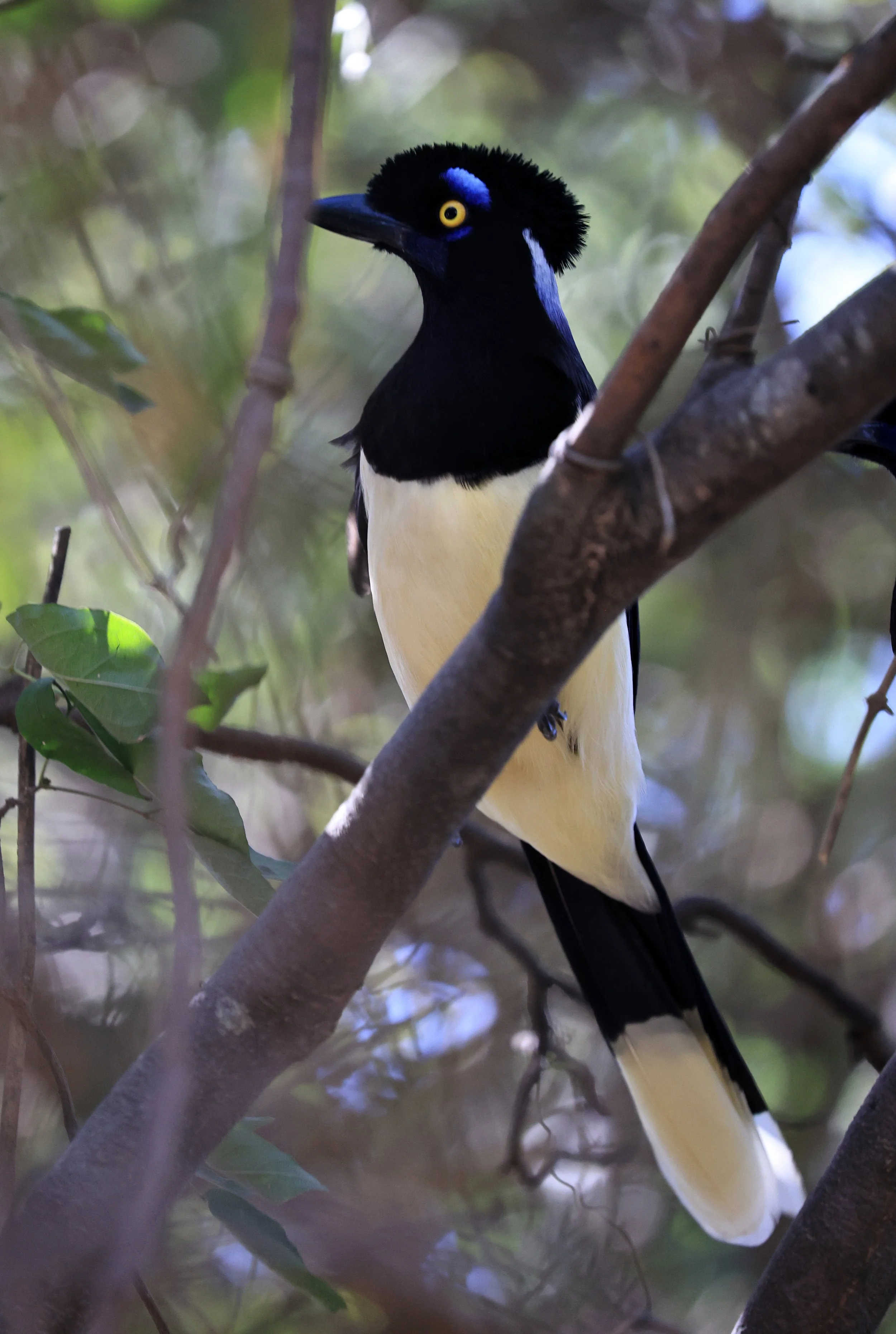 Plush-crested Jay (Cyanocorax chrysops) Agua Dulce Paraguay (13).jpg