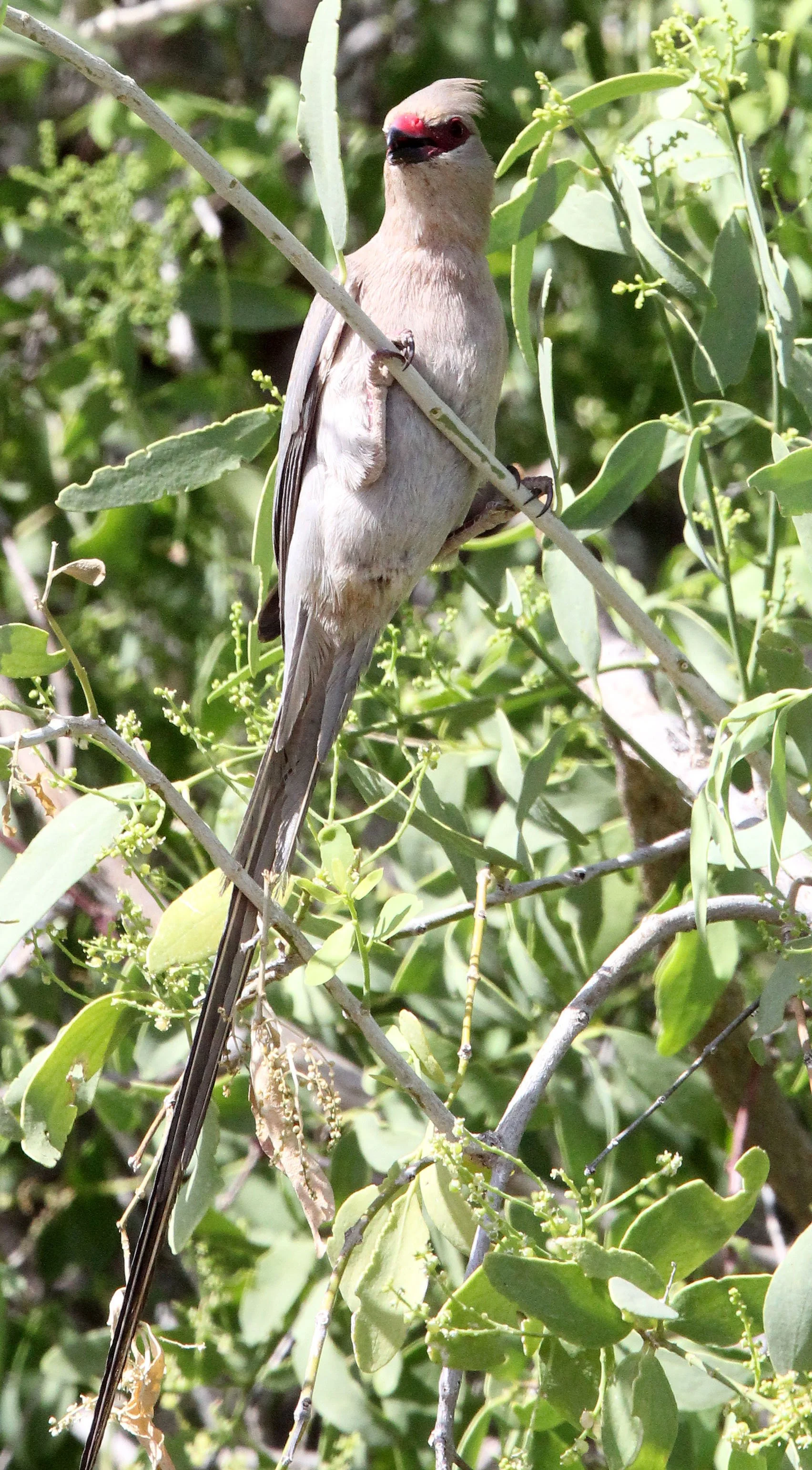 Red-faced Mousebird (Urocolius indicus) Samburu NP Kenya (2).JPG