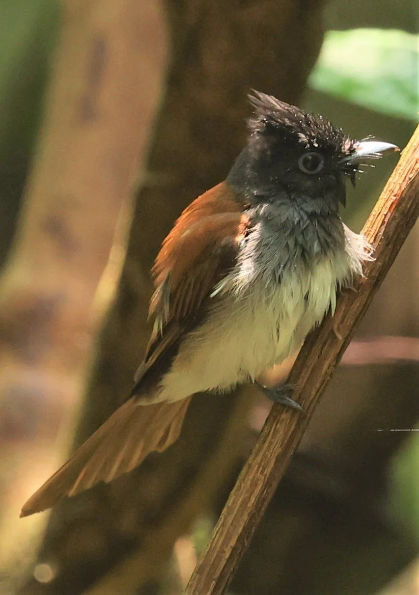PARADISE-FLYCATCHER - JAPANESE PARADISE-FLYCATCHER - Terpsiphone atrocaudata - KRUNG CHING, KHAO LUANG NP NST, APRIL 2022 (24).jpg