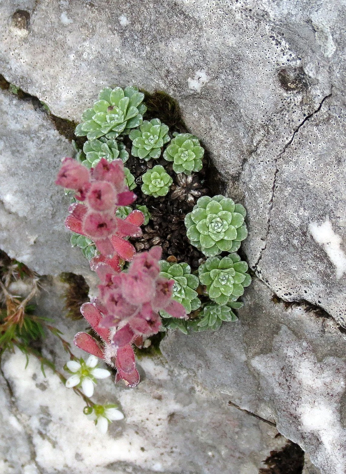 ABRUZZO NATIONAL PARK ITALY (34).JPG