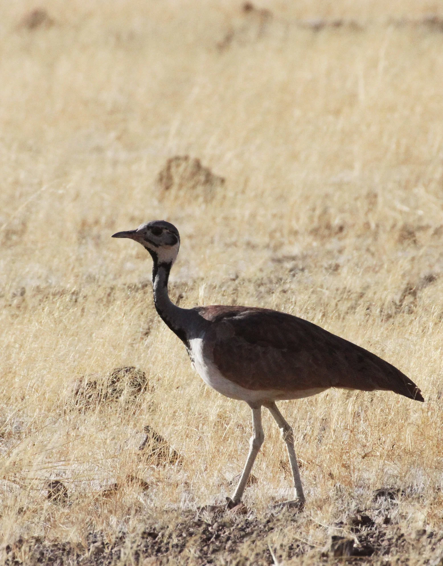 Ruppell's Korhaan (Eupodotis reupellii) Damaraland Namibia (16).JPG