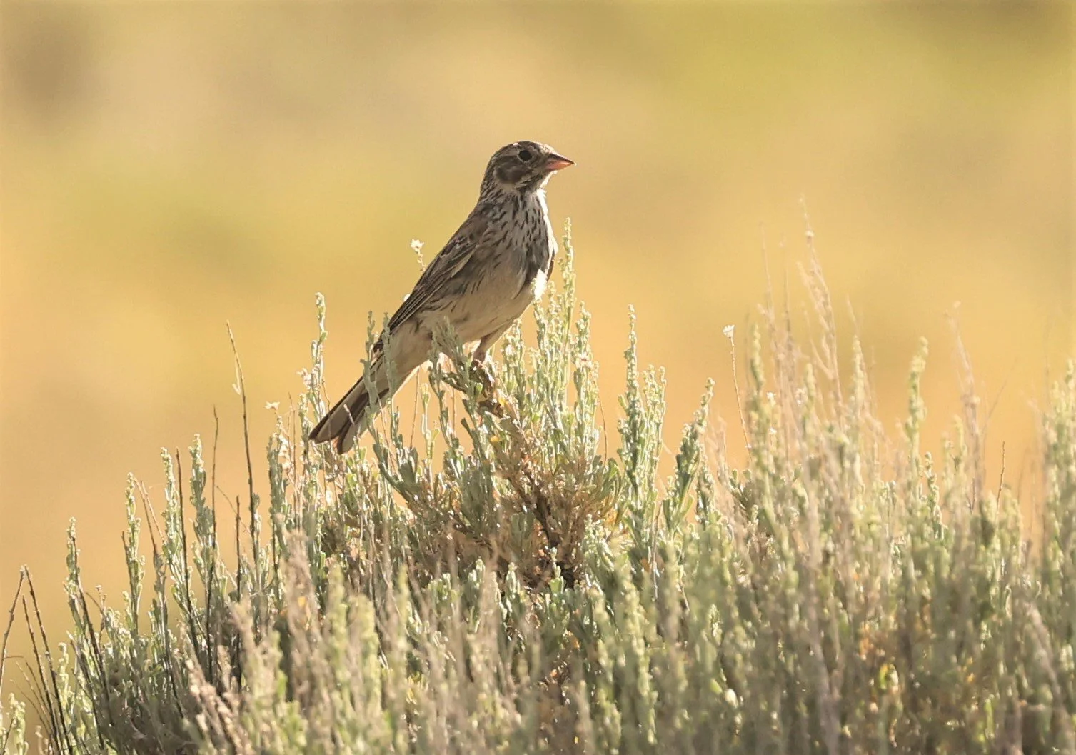 Vesper Sparrow (Pooecetes gramineus) Fossil Buttes National Monument Wyoming (2).jpg