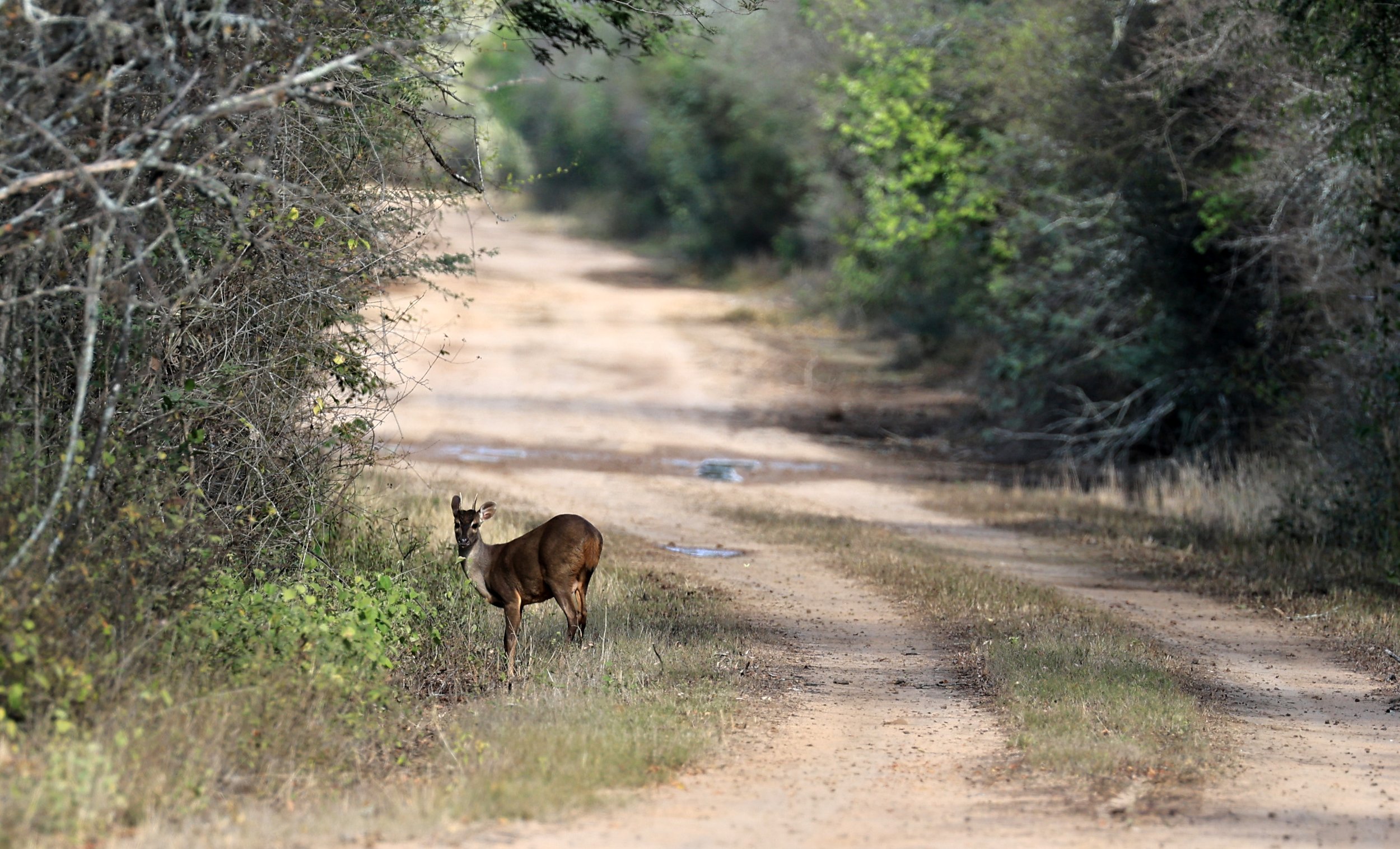 Southern Brown Brocket (Subulo gouazoubira) Selva Serena Natural Reserve (2).jpg