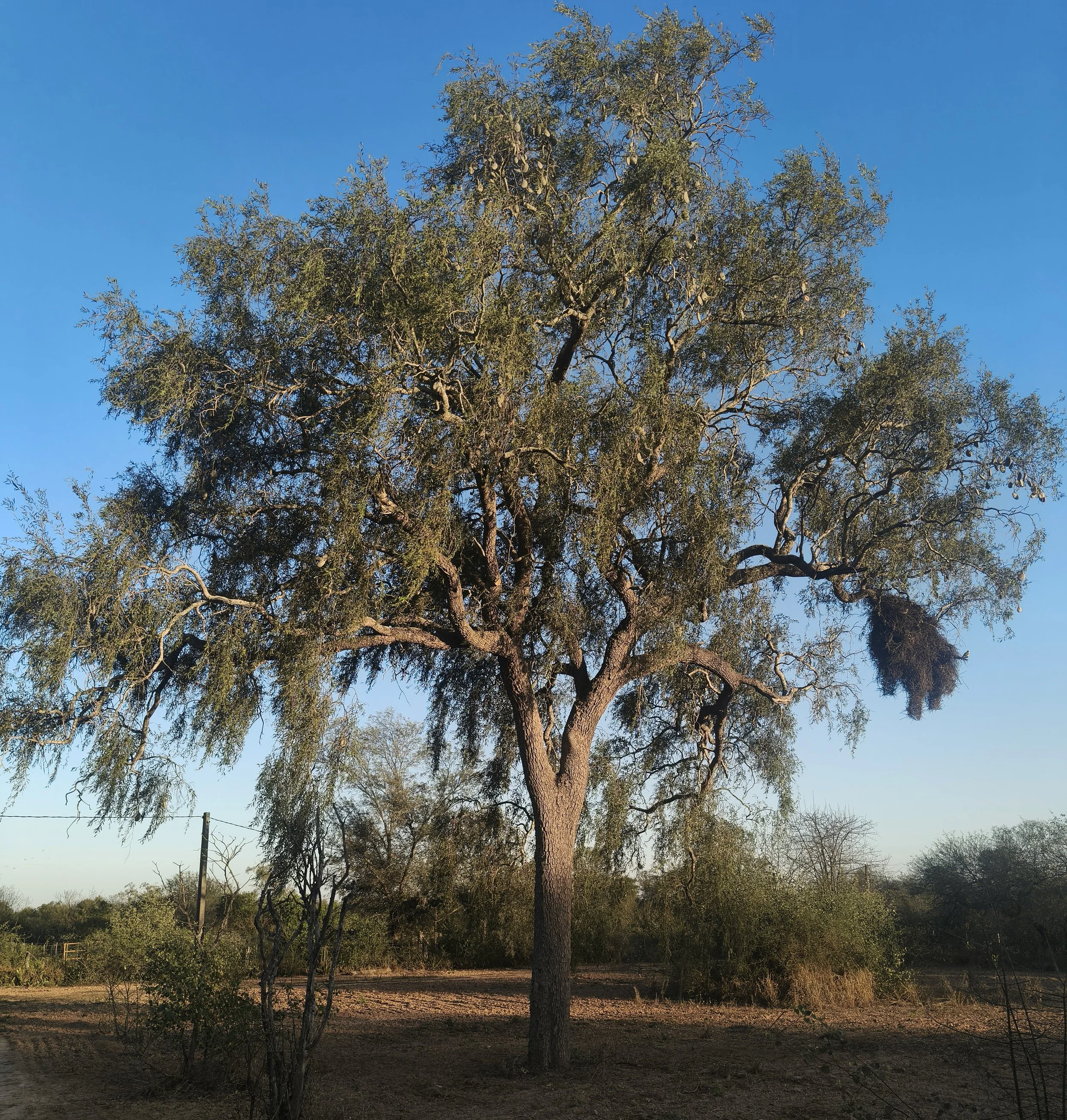 Quebracho Blanco (Aspidosperma quebracho-blanco) Fortin Toledo
