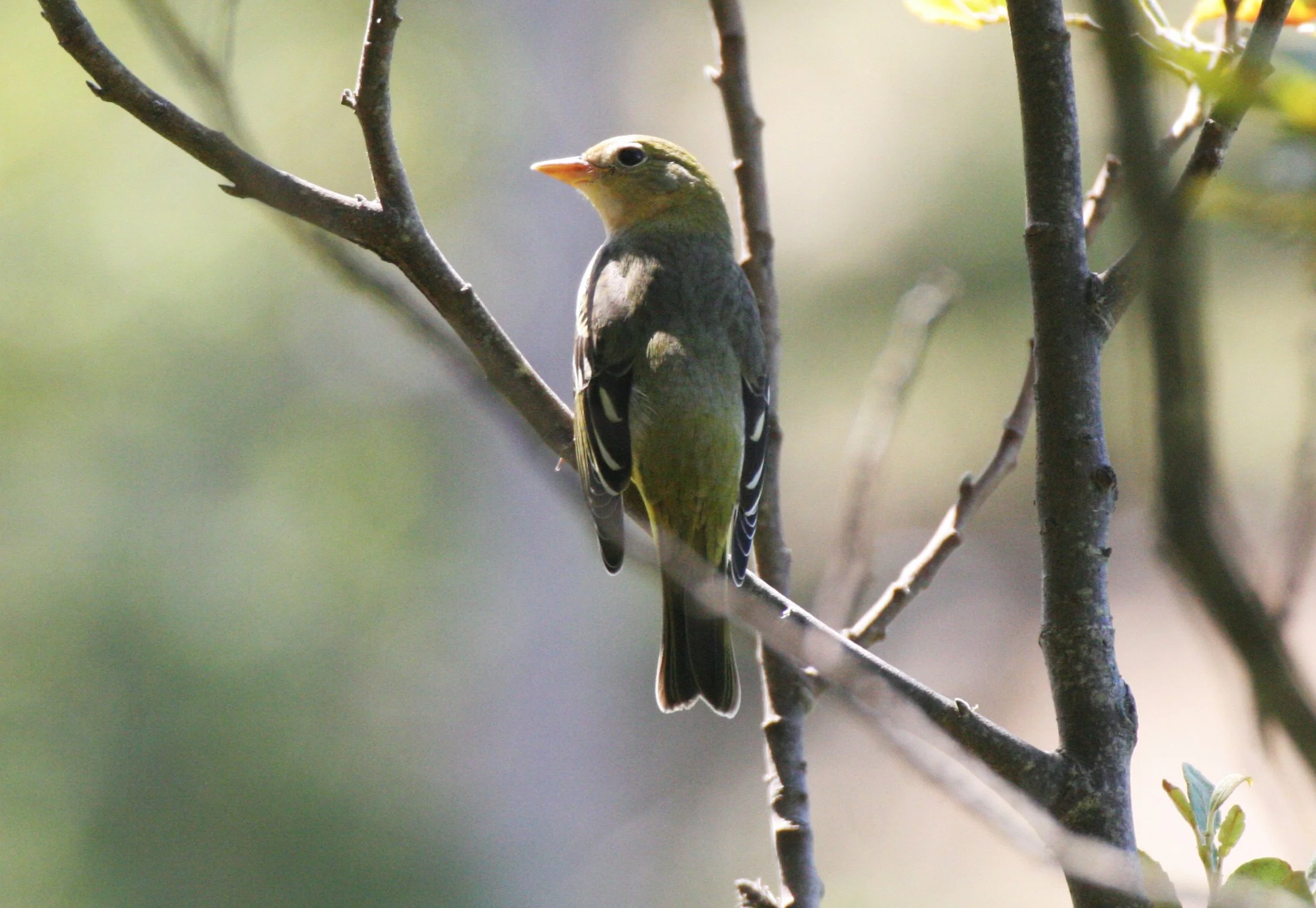 BIRD - TANAGER - WESTERN TANAGER - FEMALE - LAKE FARM TRAILS (28).JPG