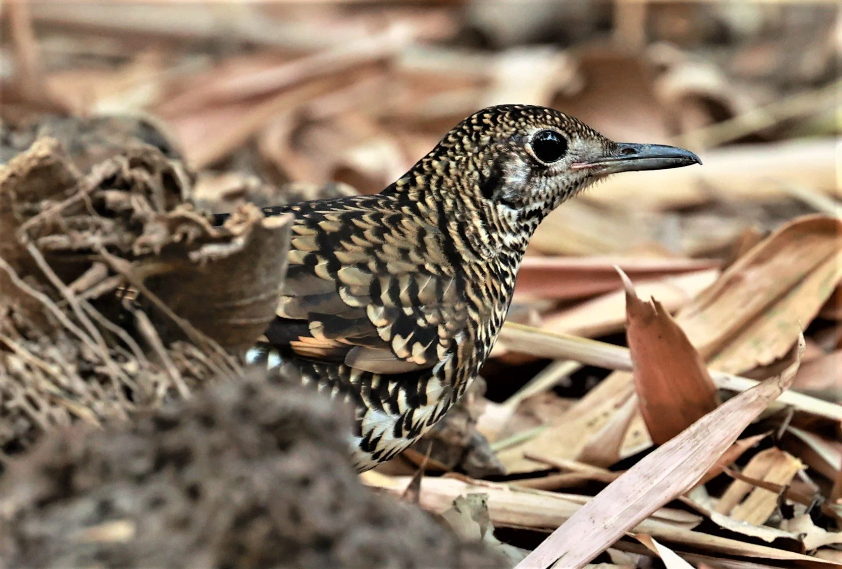 White's Thrush (Zoothera aurea) Putthamonthon Park Nakhon Pathom Thailand (199).jpg