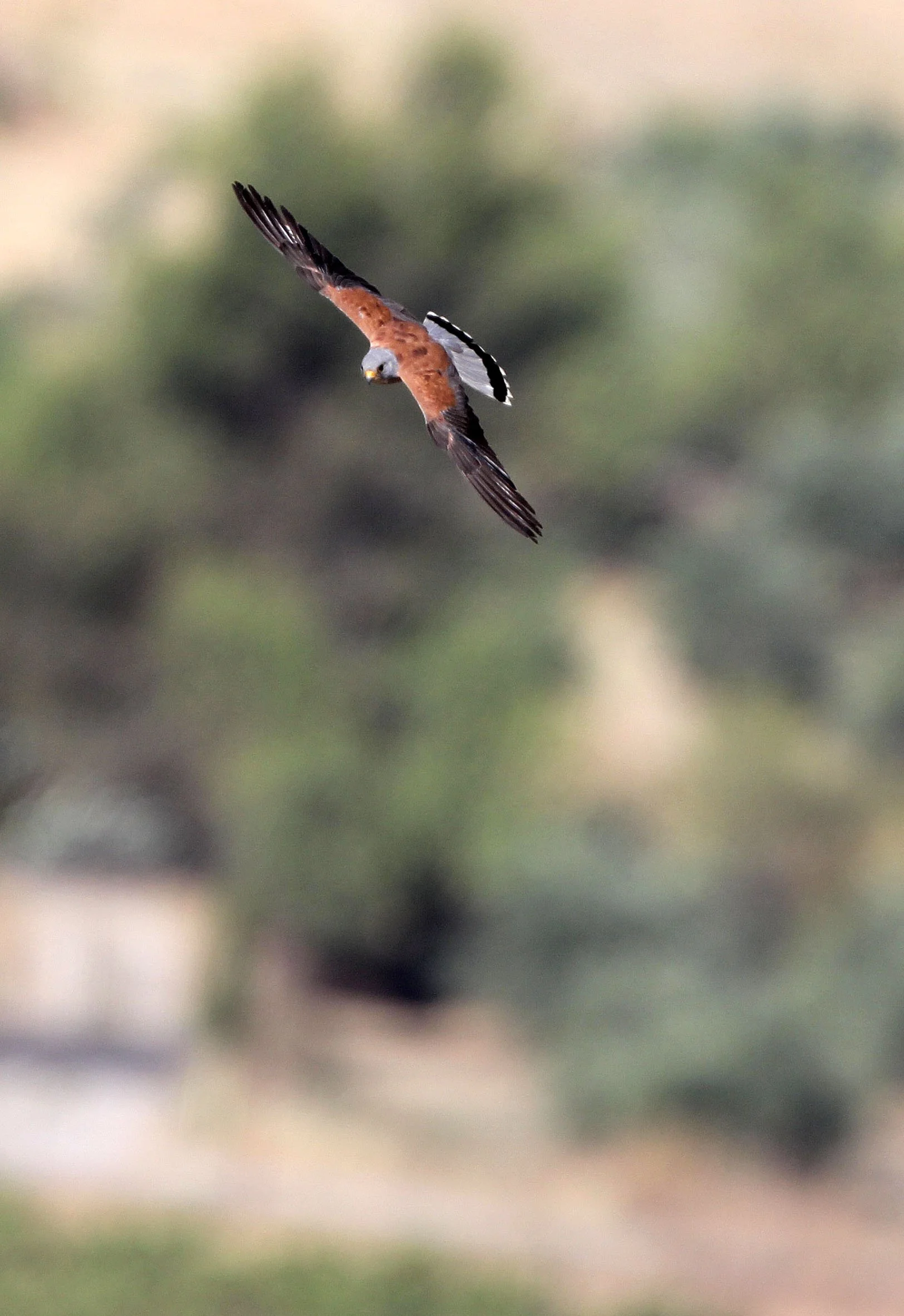 BIRD - KESTREL - RONDA CANYON SPAIN (3).JPG