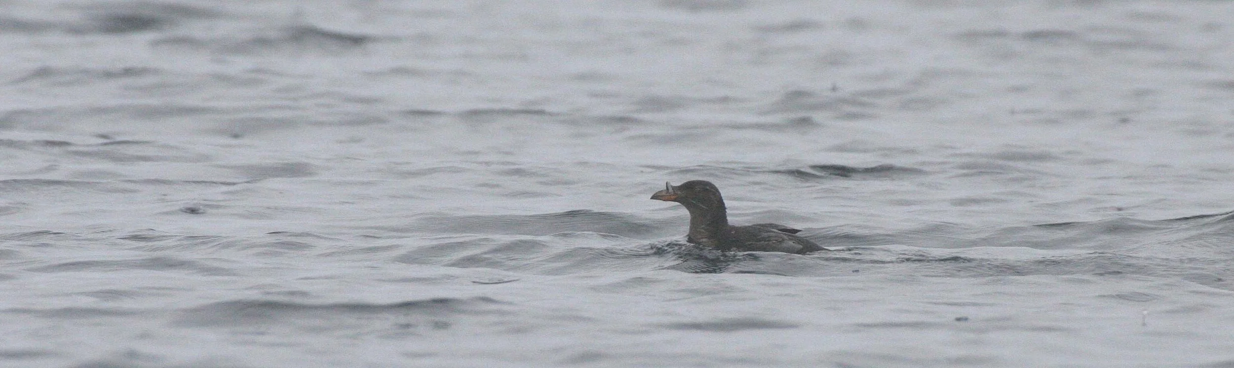 Cerorhinca monocerata - RHINOCEROS AUKLET - MONERONE ISLAND RUSSIA (2).jpg