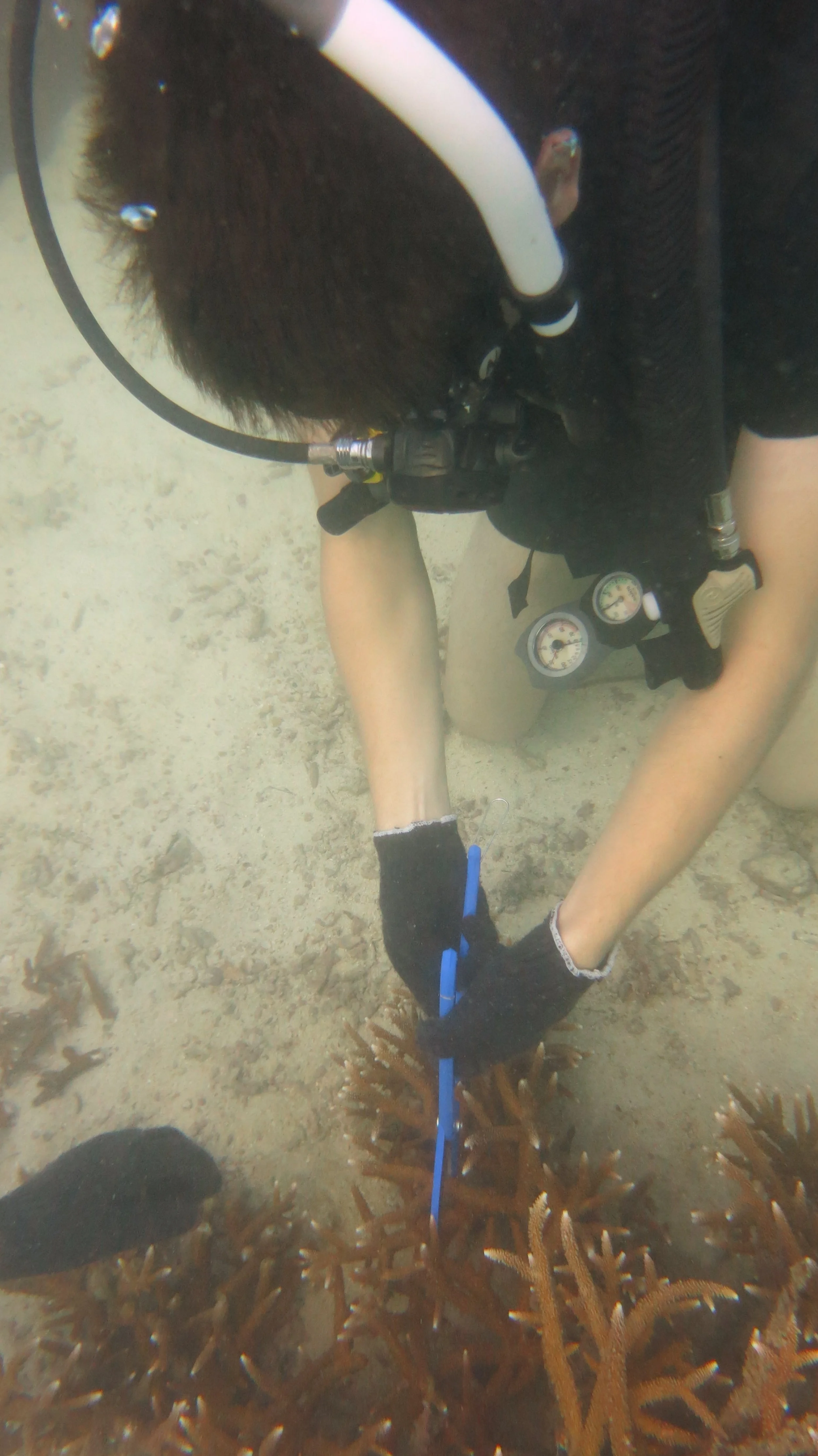 2016 BPS Satthahip Dive Trip with Marine Conservation Club (37).JPG