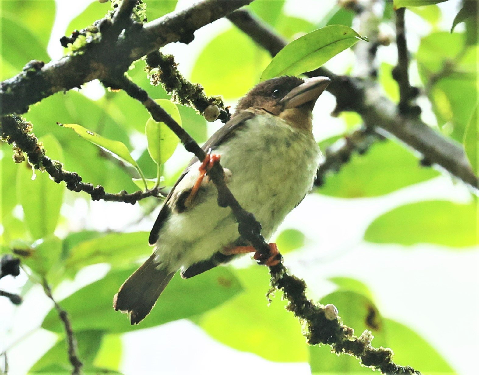 BARBET - BROWN BARBET - Caloramphus fuliginosus - HALA BALA WILDLIFE SANCTUARY APRIL 2022 (10).jpg