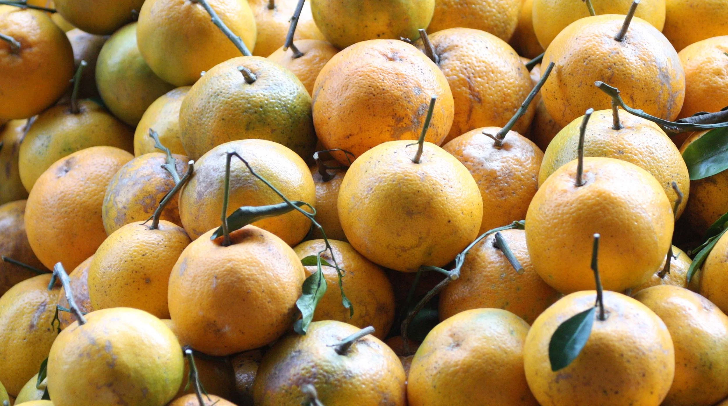 2008 Damnoen Saduak Floating Market Day Trip (96).JPG