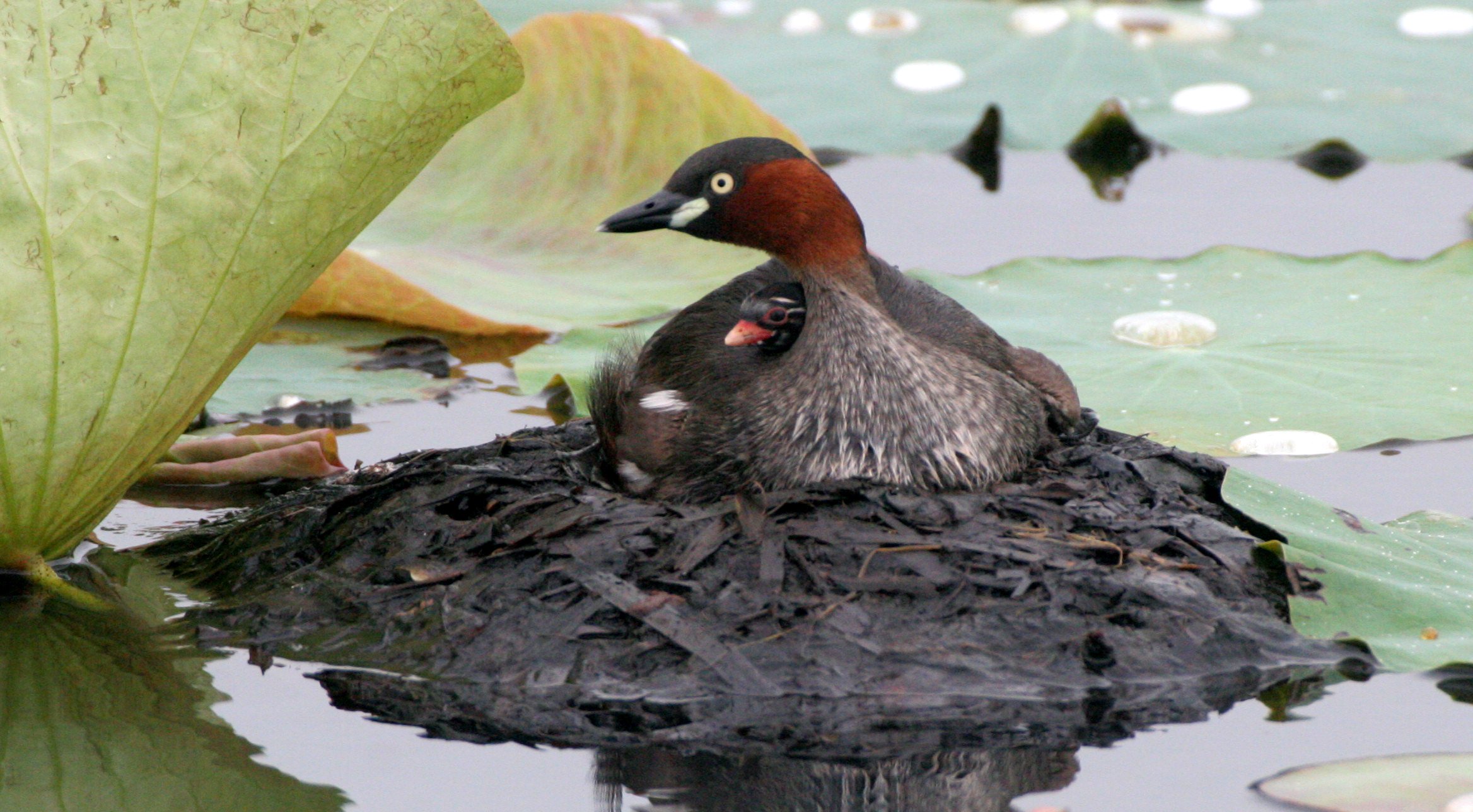 Little Grebe (Tachybaptus ruficollis) Bueng Boraphet Wetlands Nakhon Sawan Thailand (55).JPG