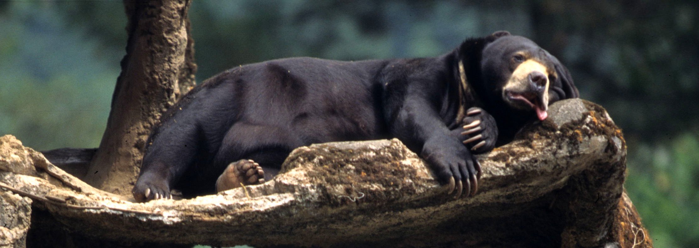 URSID - BEAR - MALAYAN SUN BEAR - JAVA WILDLIFE RESERVE A.jpg