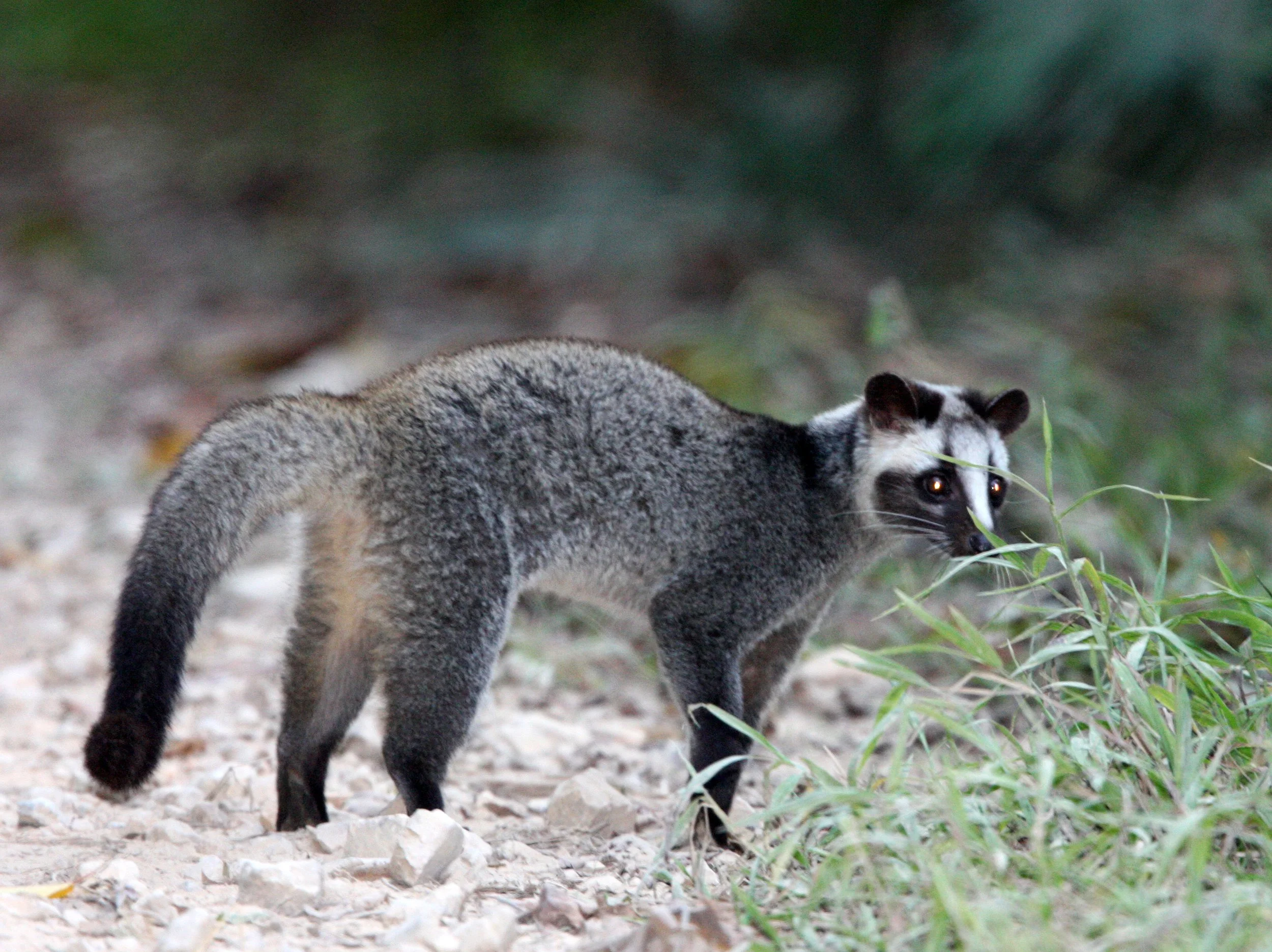 Paguma larvata - MASKED PALM CIVET - KAENG KRACHAN NP THAILAND (26).JPG