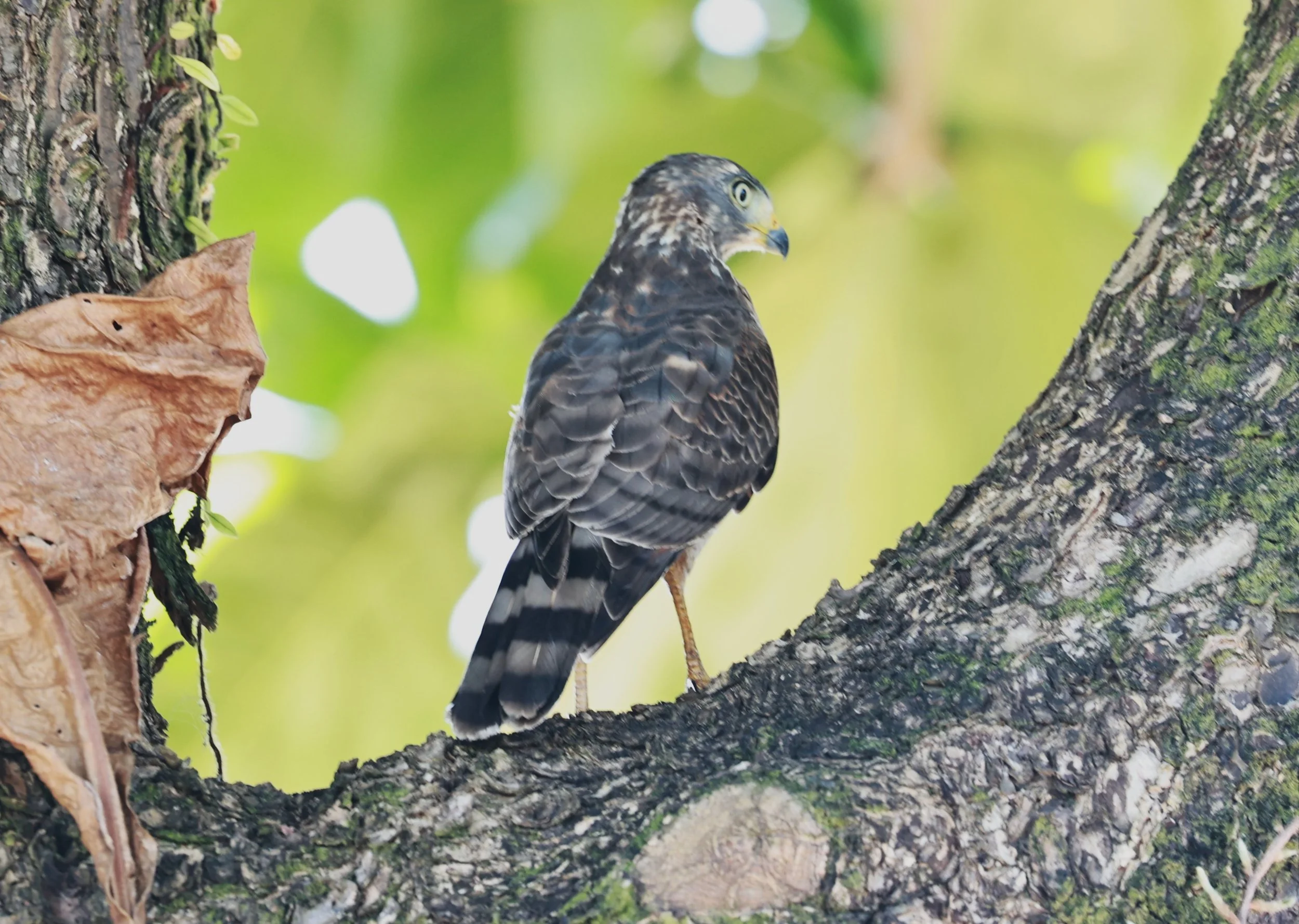Hawk - Roadside Hawk - Rupornis magnirostris - Illeus, Bahia Brazil, Una Township Area (1).JPG