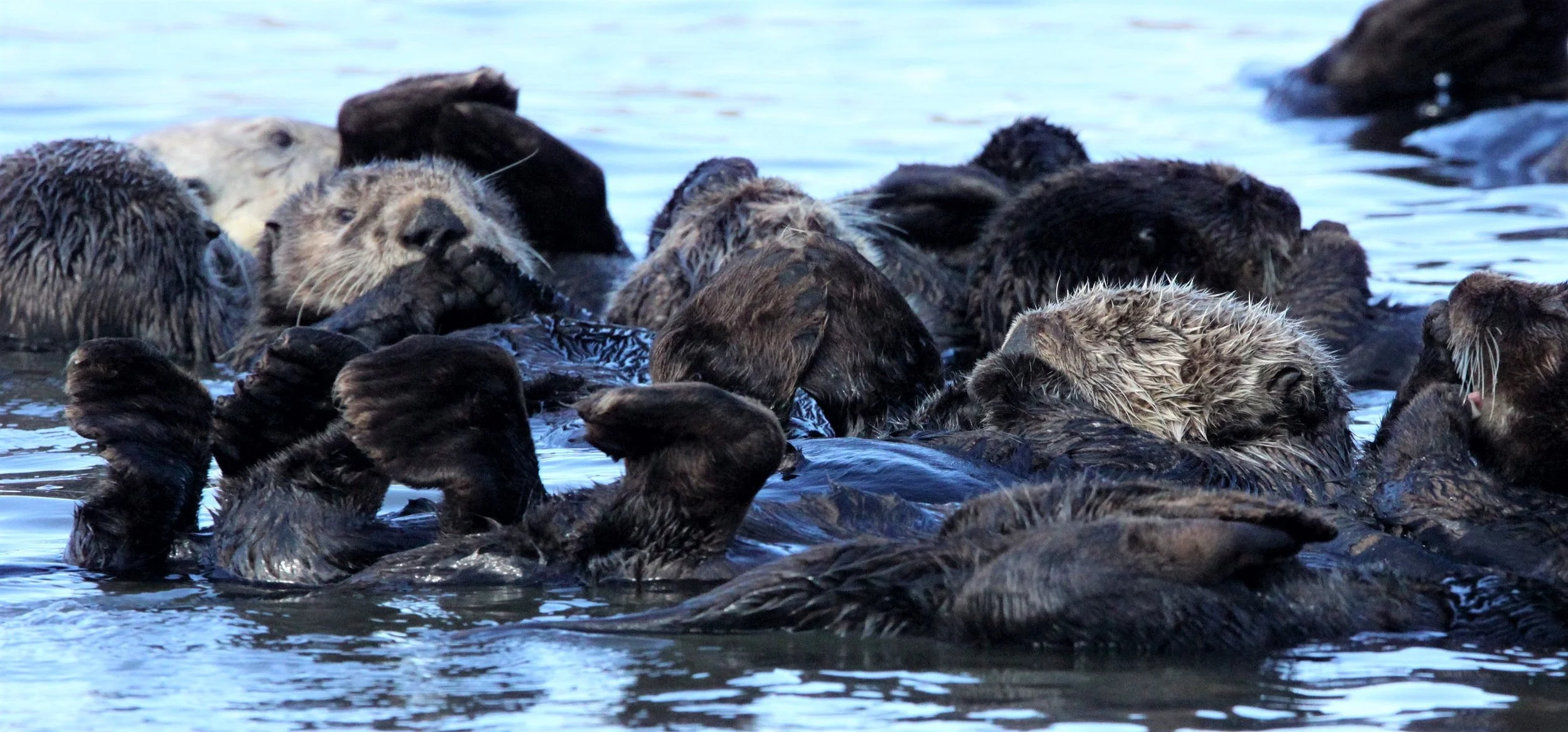 Enhydra lutris nereis - CALIFORNIA (SOUTHERN) SEA OTTER - ELKHORN SLOUGH  WILDLIFE REFUGE CALIFORNIA (35).JPG
