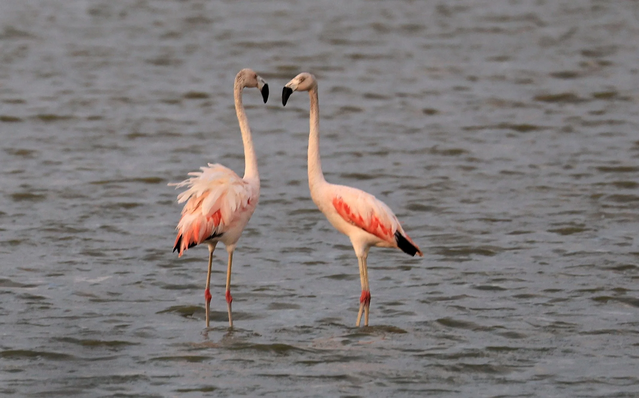 Chilean Flamingo (Phoenicopterus chilensis) Chaco Lodge & Laguna Salada Paraguay (60).jpg