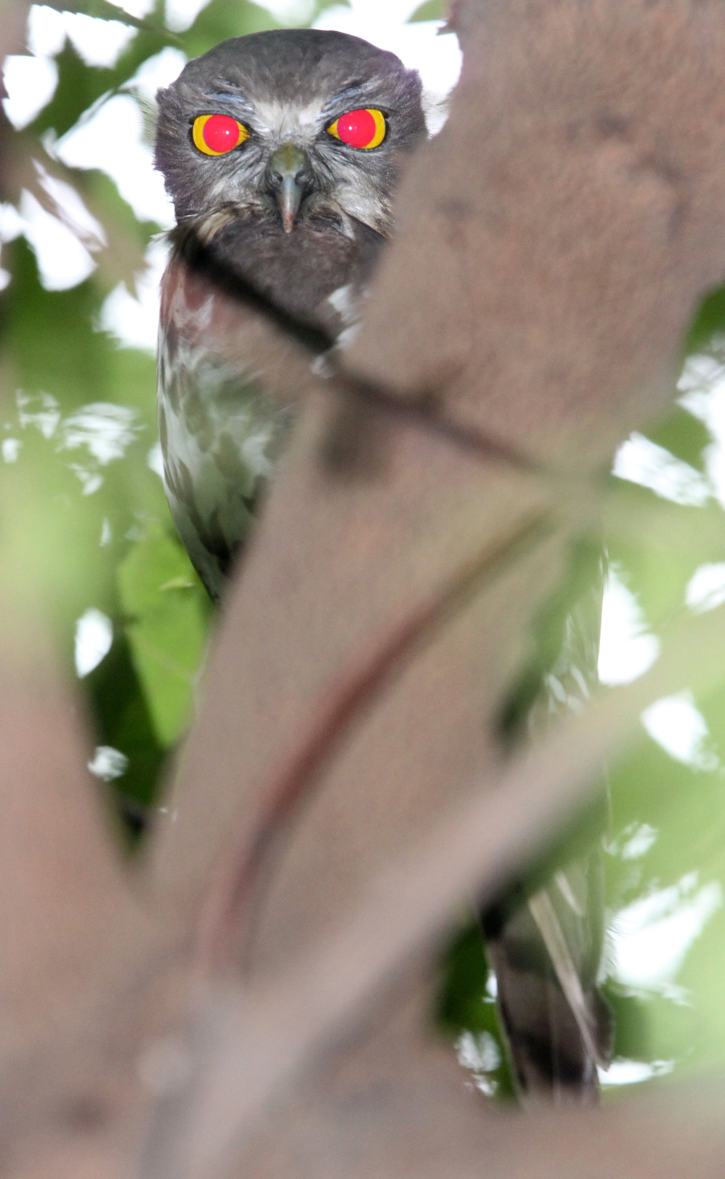 Ninox scutulata - BROWN HAWK OWL - CHAMBAL SANCTUARY INDIA (23).JPG