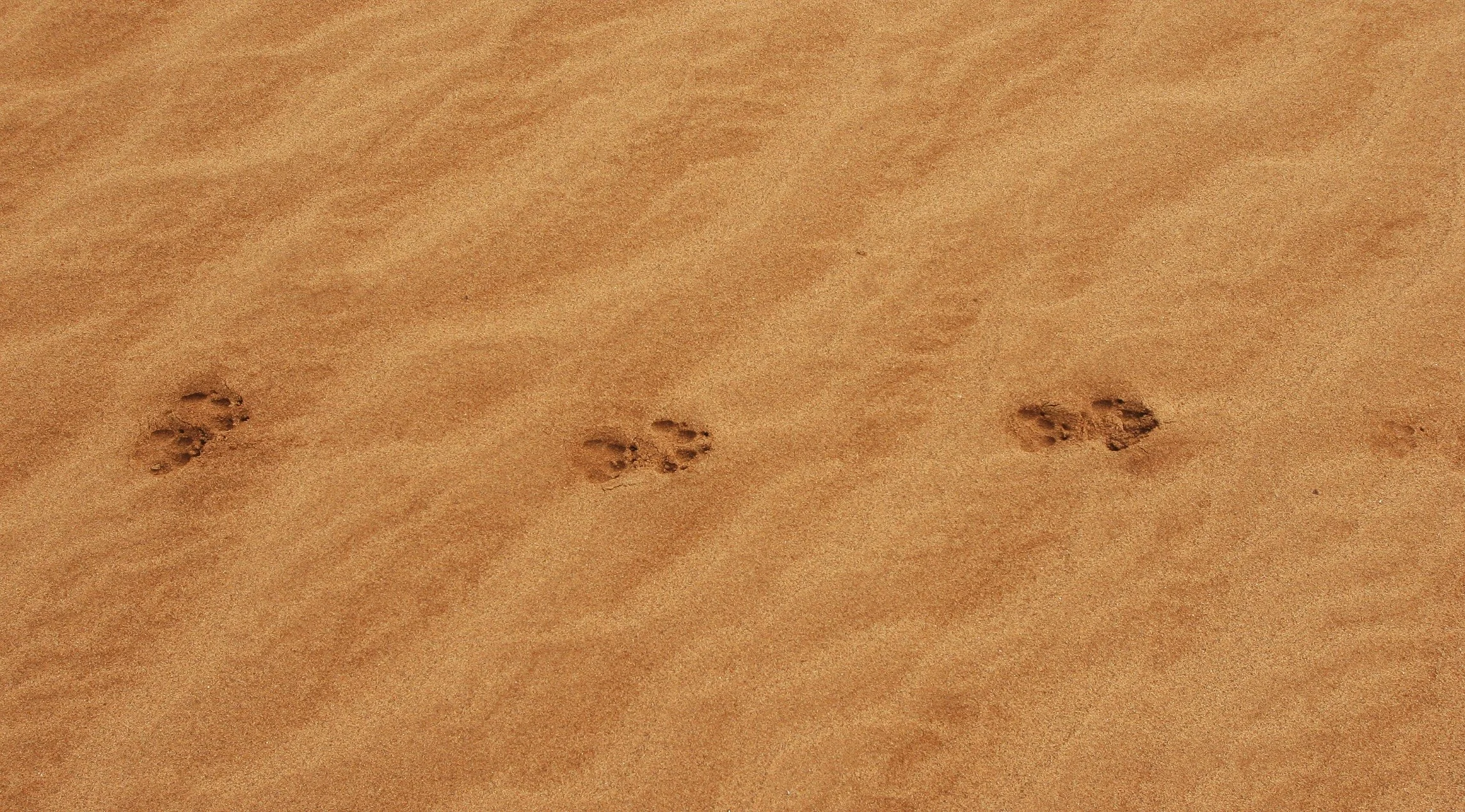 NAMIBIA - SKELETON COAST NATIONAL PARK (12).JPG