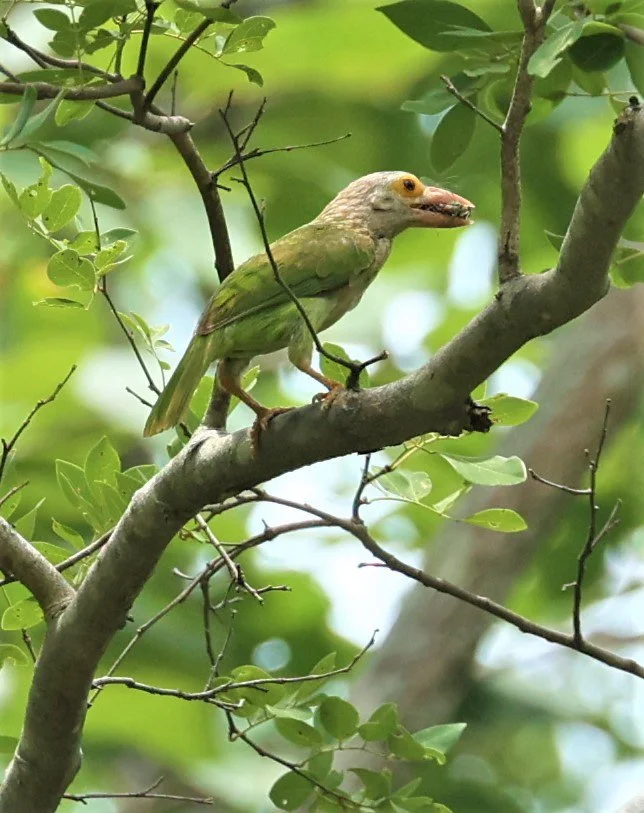 Lineated Barbet (Megalaima lineata)