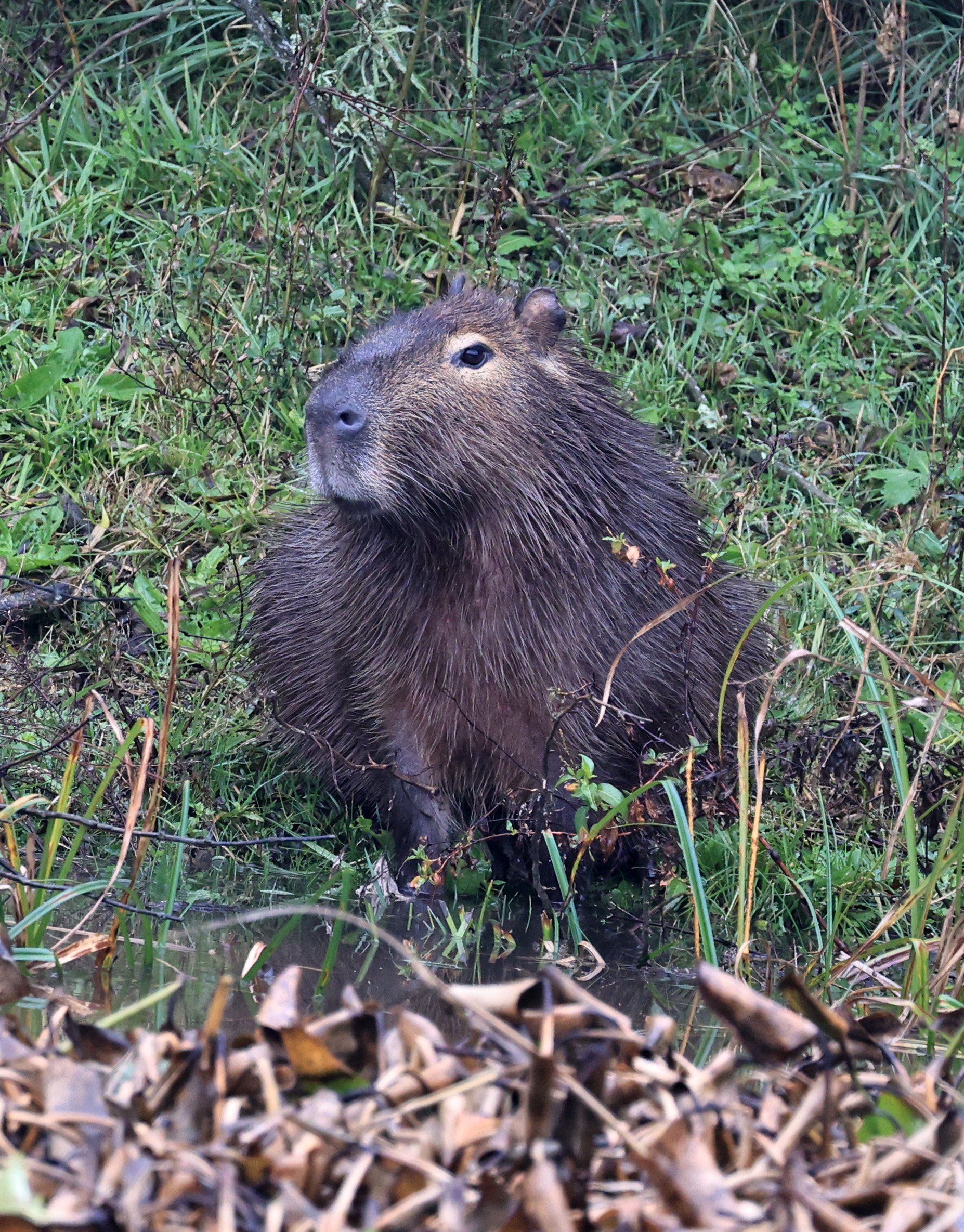 Capybara (Hydrochoerus hydrochaeris) Reserva Natural Ceibas, Entre Rios, Argentina (4).jpg