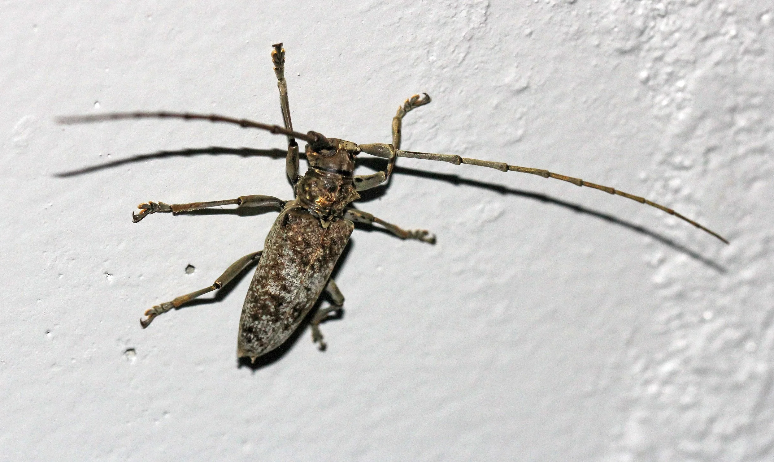 Lamiinae - Species 2 Unidentified - Koh Lanta, Thailand (10).JPG