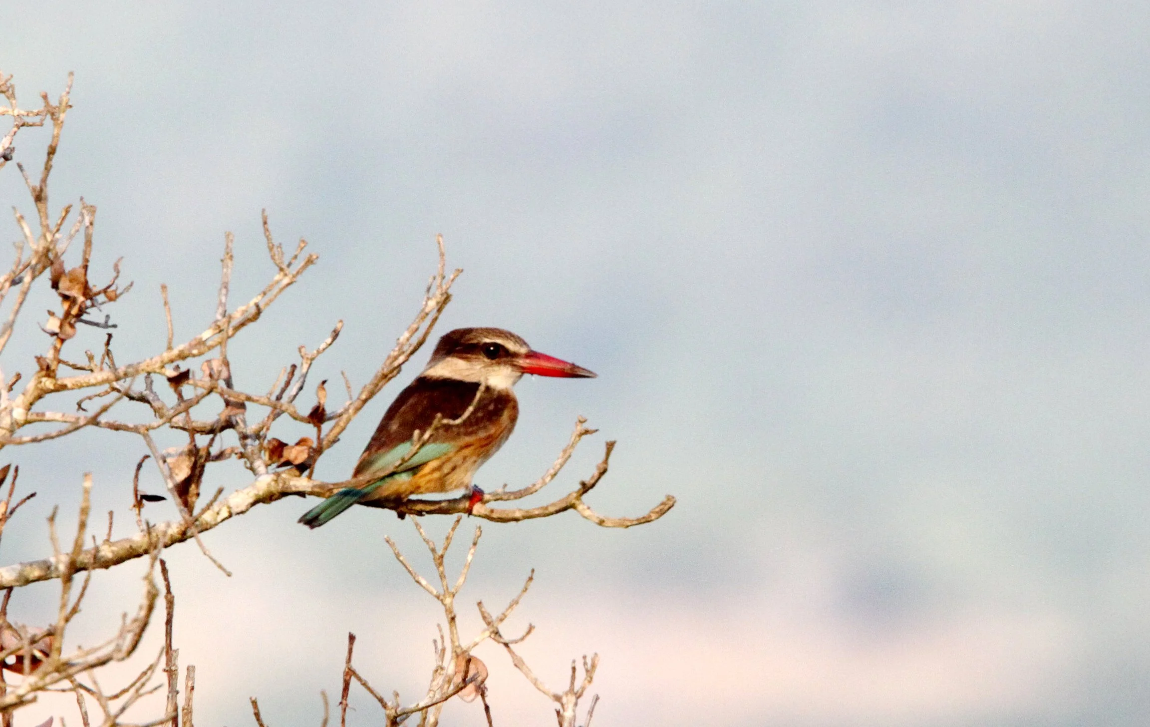 Halcyon chelicuti - STRIPED KINGFISHER - HALCYON CHELICUTI - SAINT LUCIA NATURE RESERVES SOUTH AFRICA (2).JPG