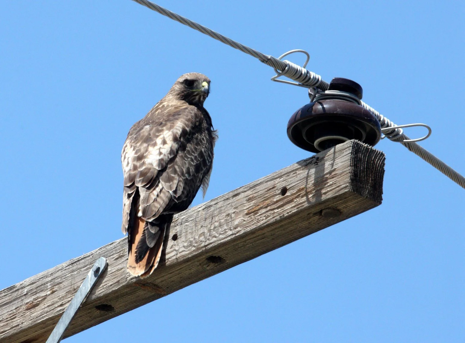 Buteo jamaicensis - RED-TAILED HAWK - KERN NATIONAL WILDLIFE REFUGE CALIFORNIA (16).JPG