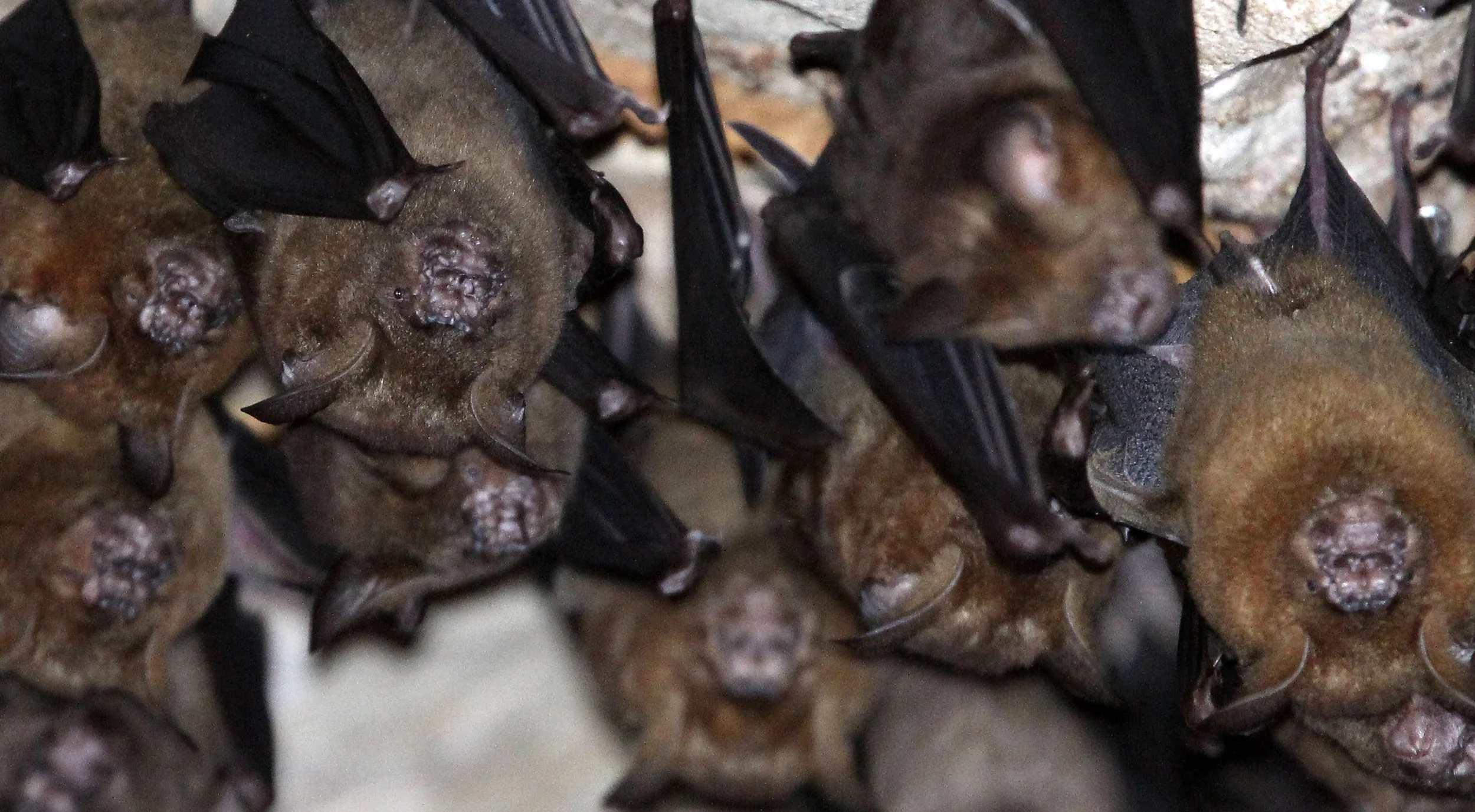 ROUNDLEAF BAT - GREAT ROUNDLEAF BAT - Hipposideros armiger - WAT THAM PHA PU LOEI PROVINCE THAILAND (13).JPG