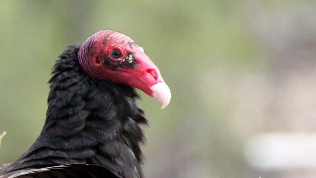 Cathartes aura aura - TURKEY VULTURE - SAN IGNACIO DESERT - BAJA MEXICO (2).JPG