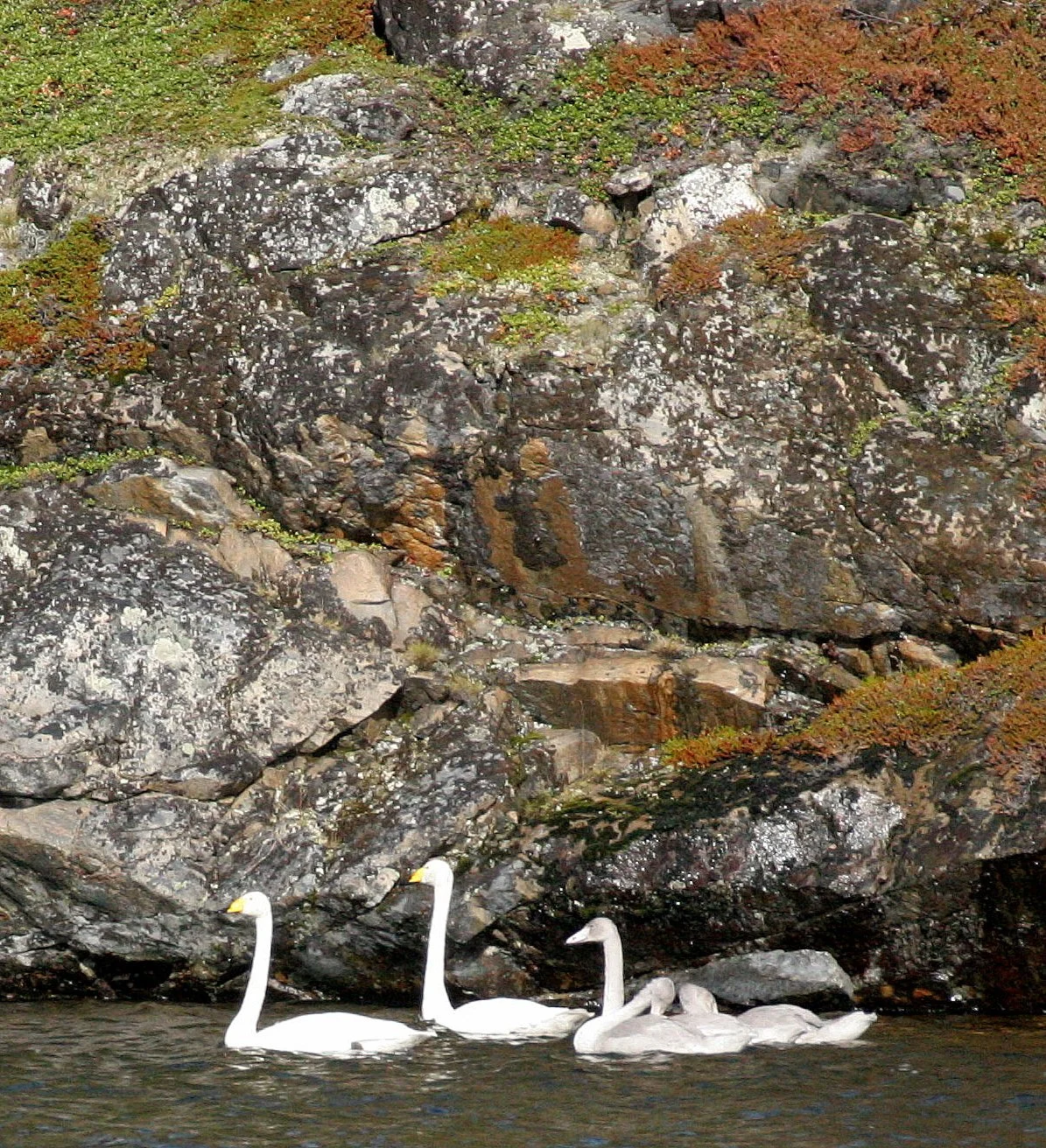 Whooper Swan (Cygnus cygnus)