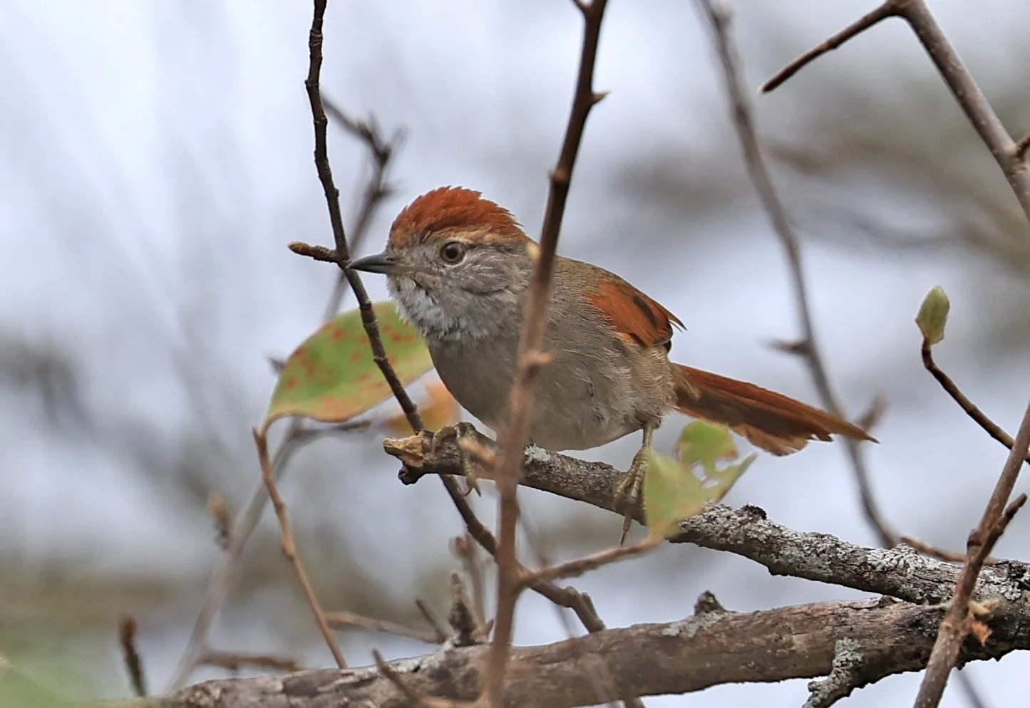 Sooty-fronted Spinetail (Synallaxis frontalis) La Patria Sideroads Paraguay (6).jpg