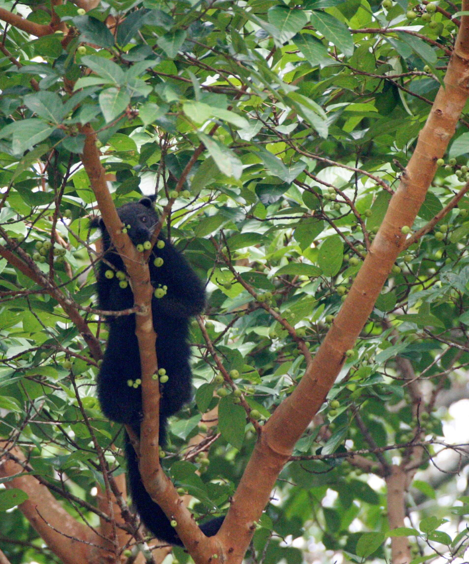 Arctictis binturong pageli -  BORNEAN BINTURONG (BEARCAT) - FEEDING ON FICUS - TABIN WILDLIFE RESERVE BORNEO (23).JPG