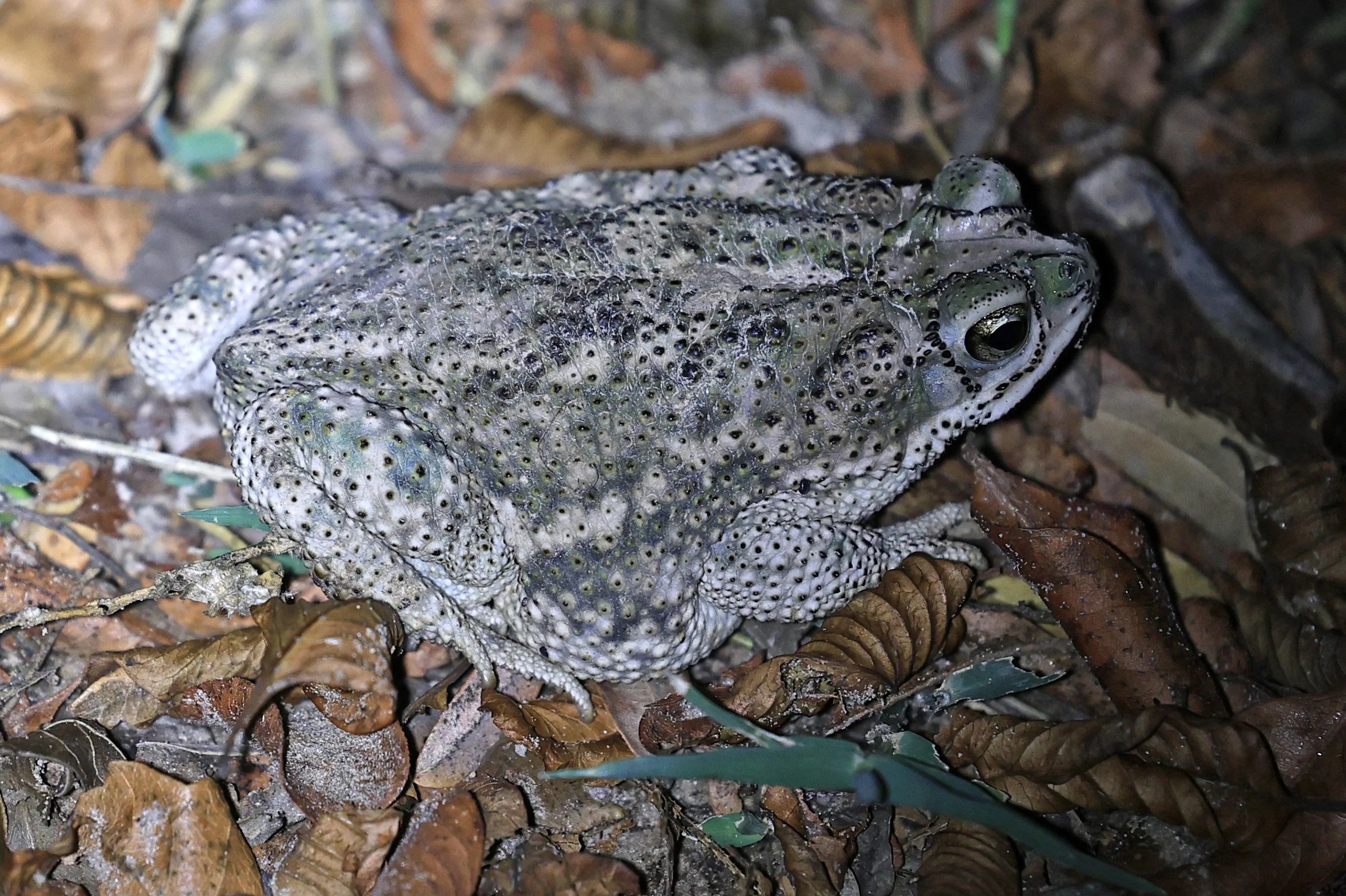 Chaco Granulated Toad (Rhinella major) Aurora Chaquena.jpg
