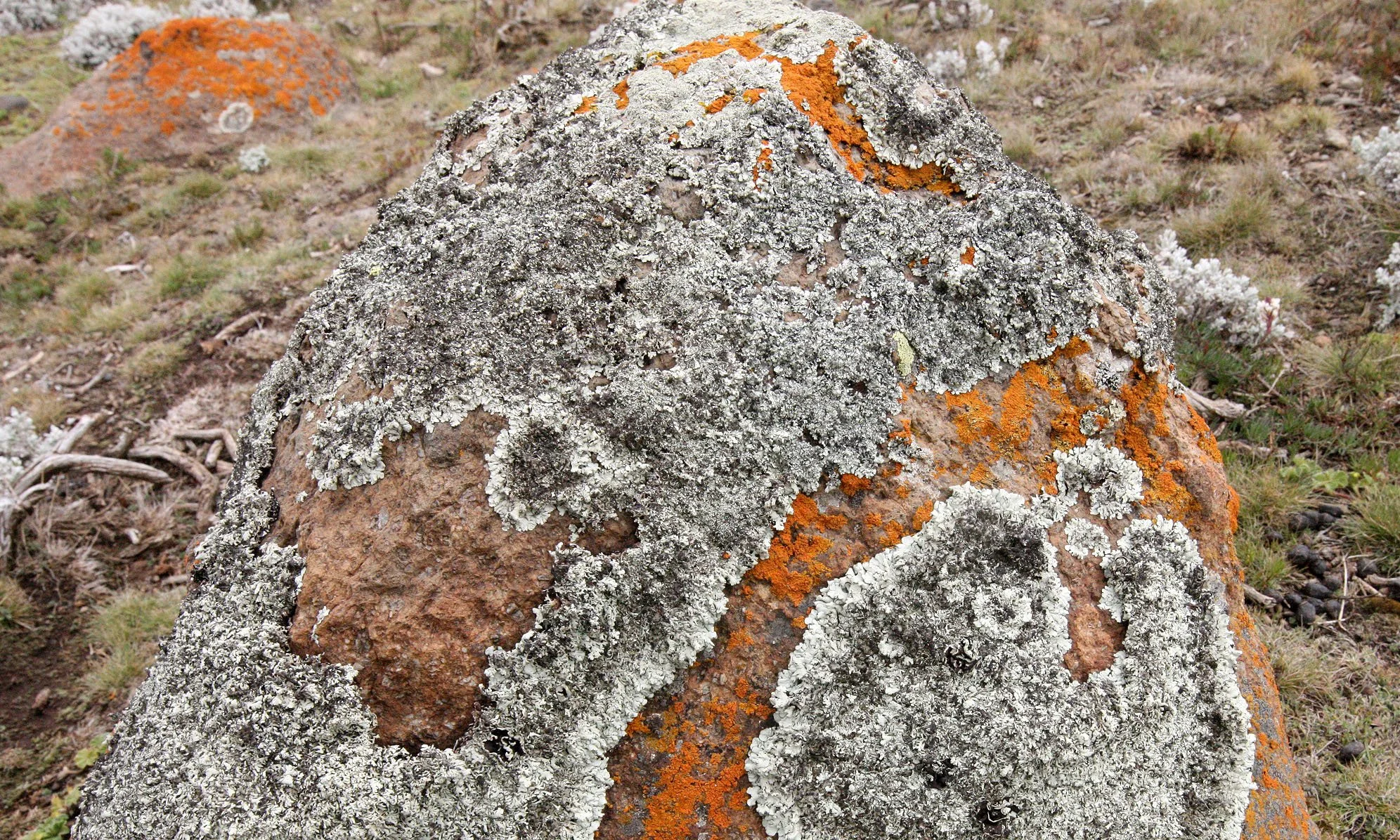 BALE MOUNTAINS NATIONAL PARK ETHIOPIA - SANETTI PLATEAU (24).JPG