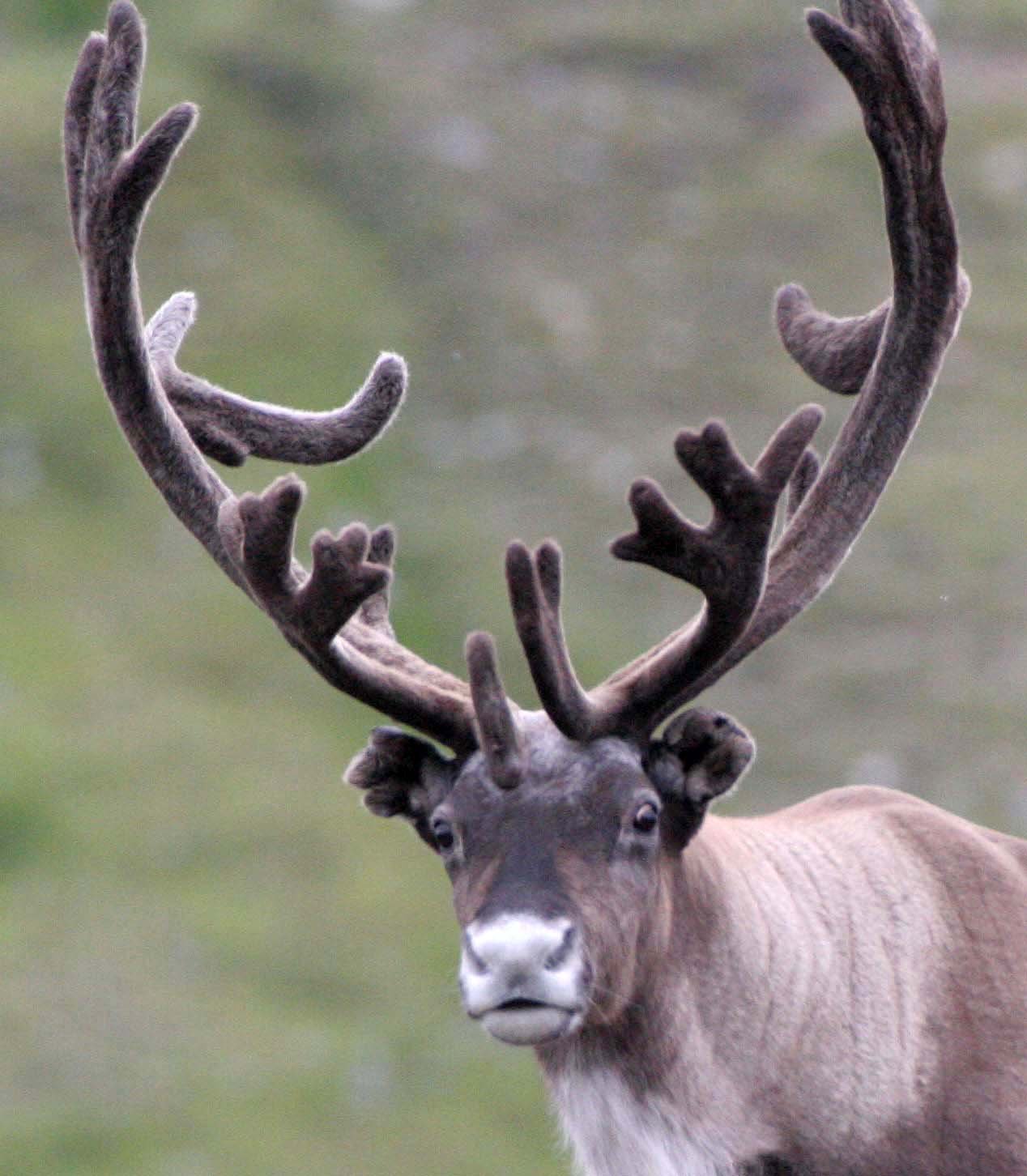 CERVID - CARIBOU - EUROPEAN CARIBOU - DOMESTIC AND WILD - LAPPLAND SCANDANAVIA (14).jpg