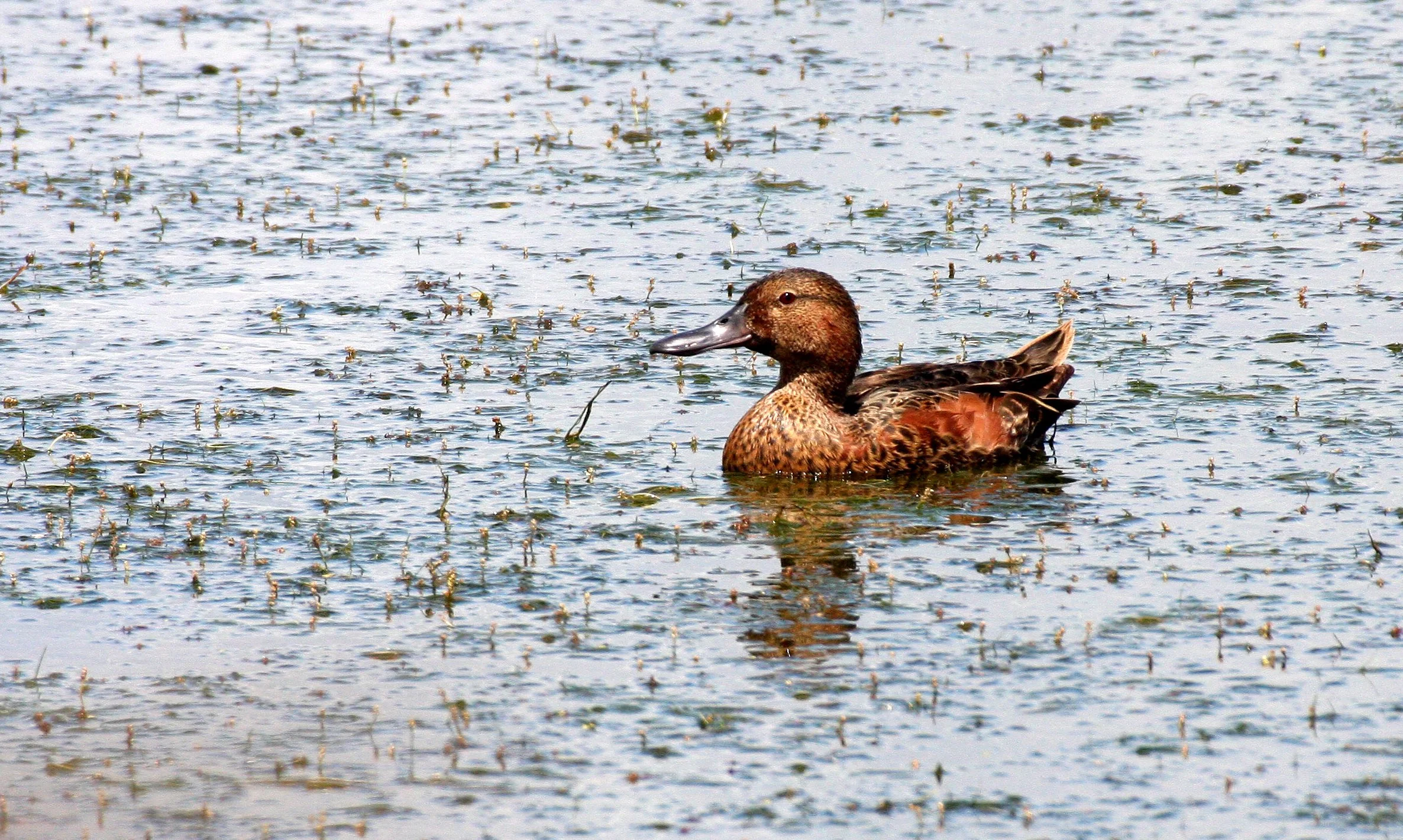 BIRD - DUCK - TEAL - CINNAMON TEAL FEMALE - RIDGEFIELD NWR WA (10).JPG